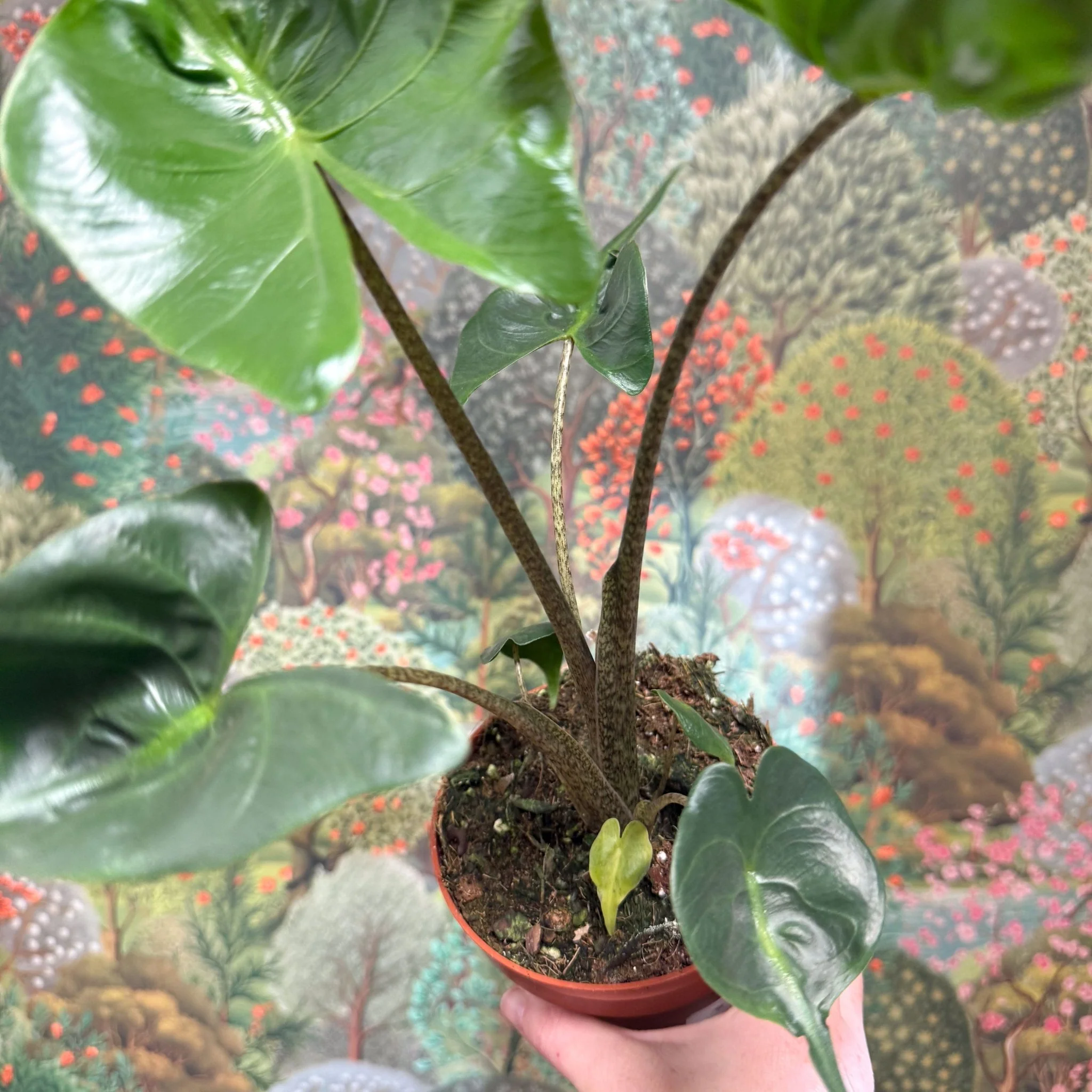 Alocasia macrorrhizos 'Stingray' - Image 11