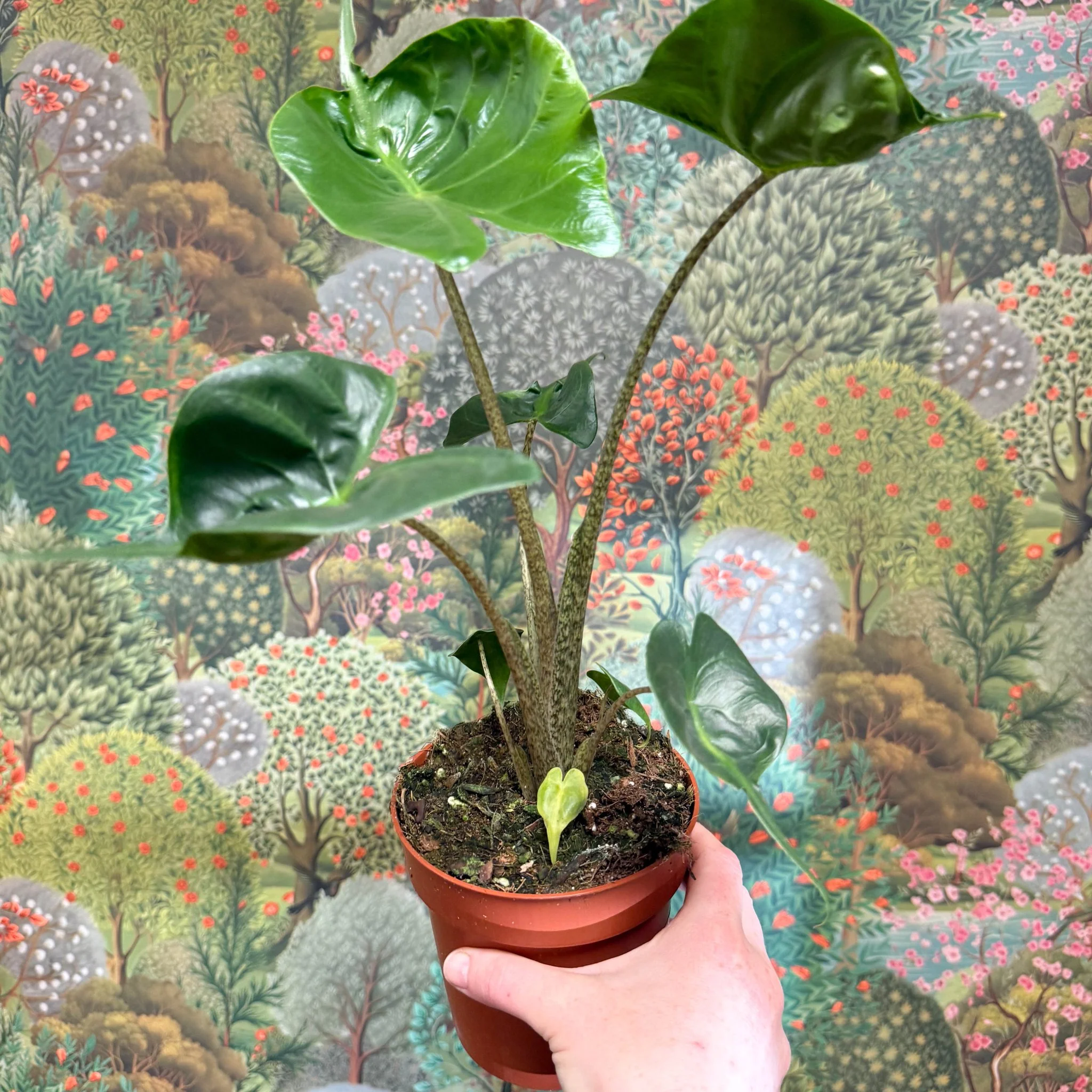 Alocasia macrorrhizos 'Stingray' - Image 12