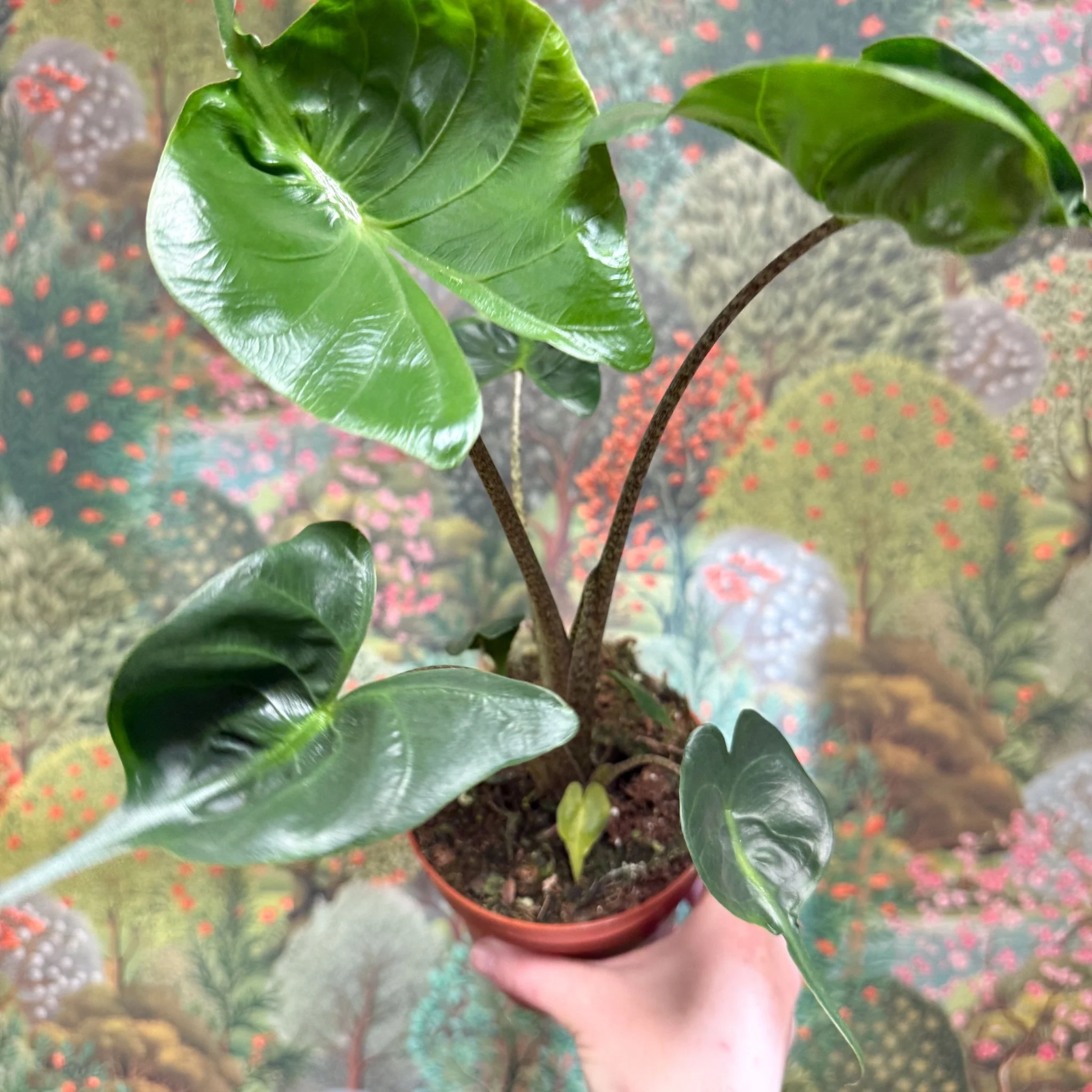 Alocasia macrorrhizos 'Stingray' - Image 13