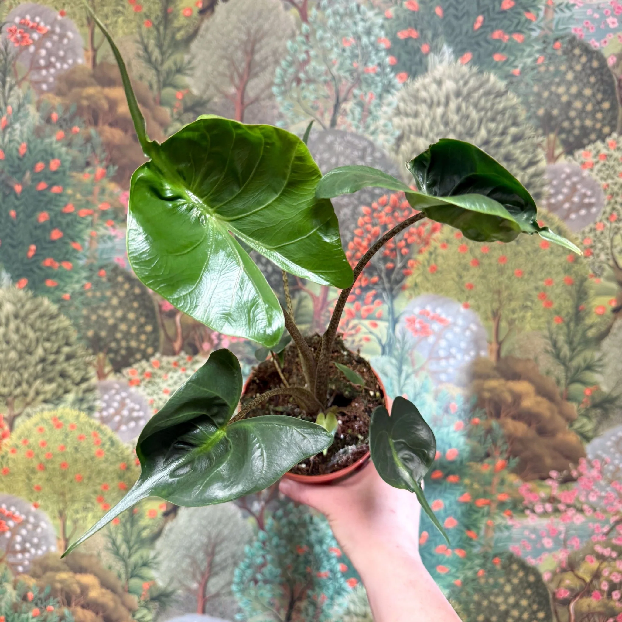 Alocasia macrorrhizos 'Stingray' - Image 14