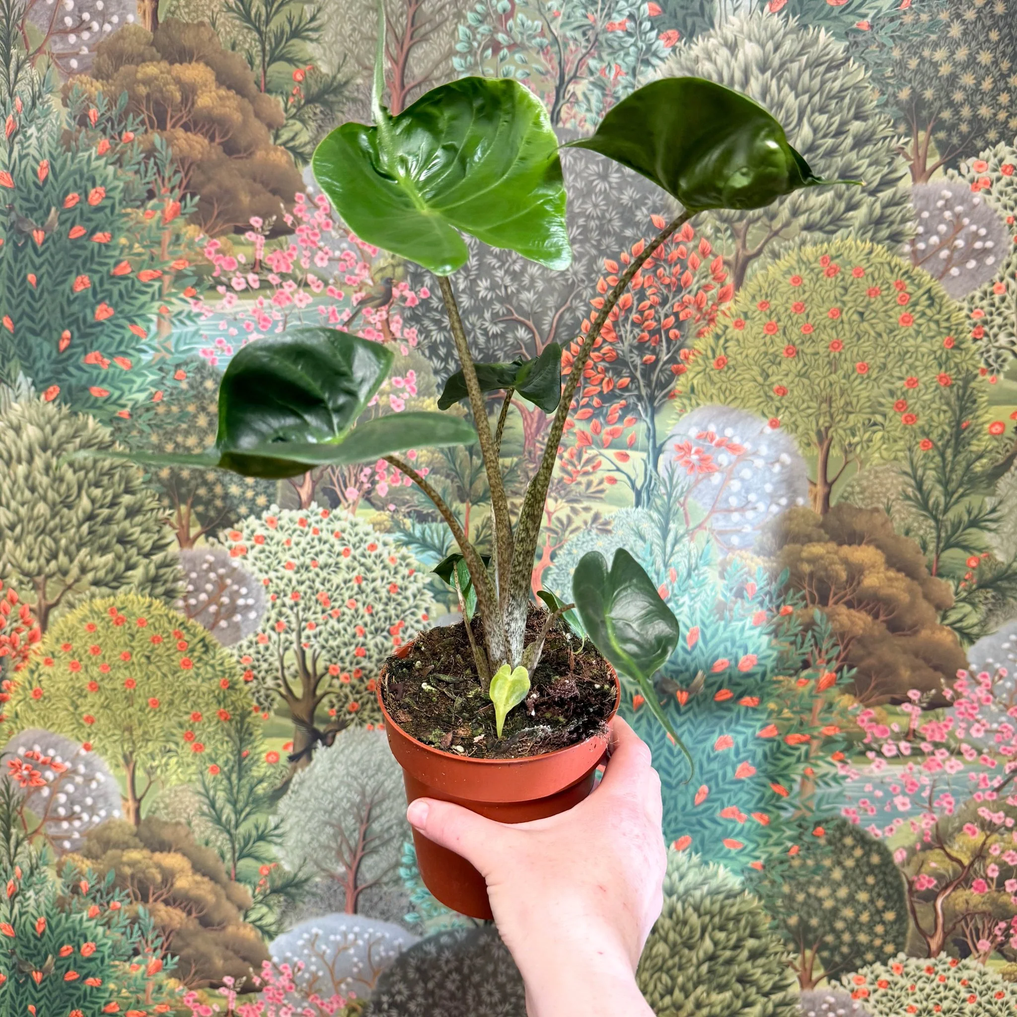 Alocasia macrorrhizos 'Stingray' - Image 3