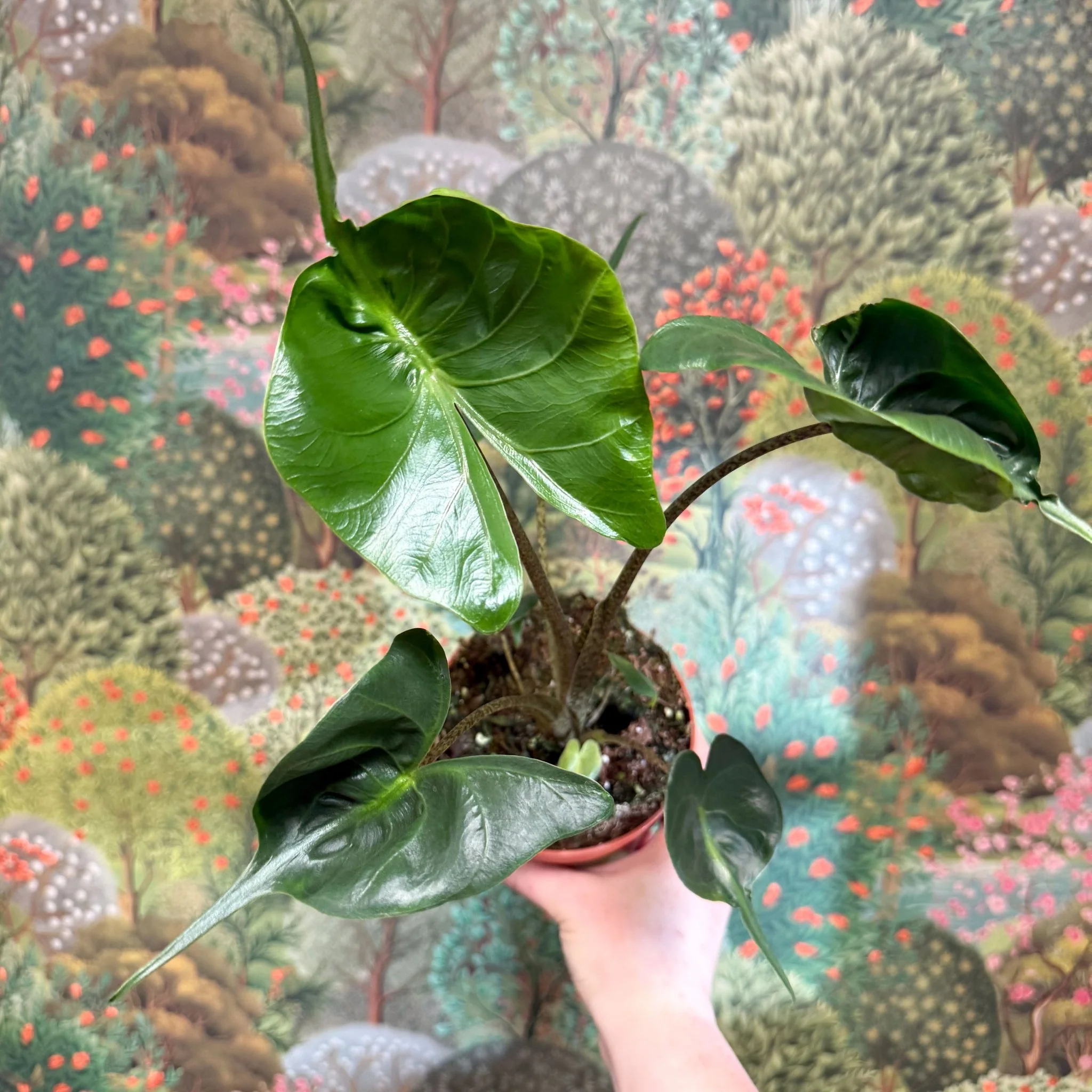 Alocasia macrorrhizos 'Stingray' - Image 4
