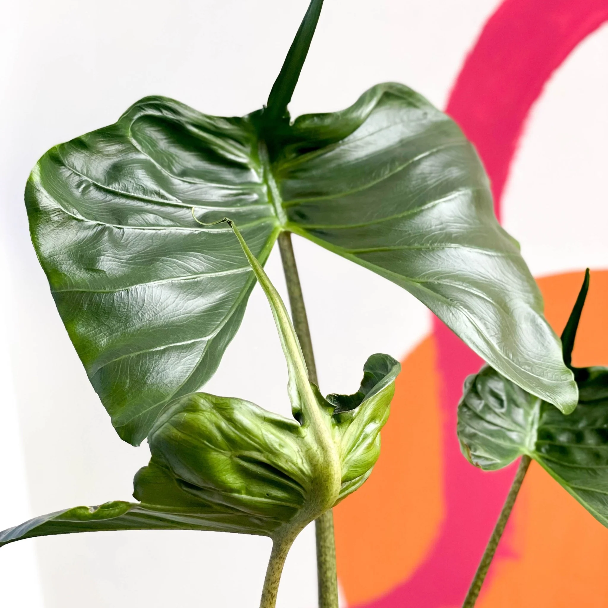 Alocasia macrorrhizos 'Stingray' - Image 6
