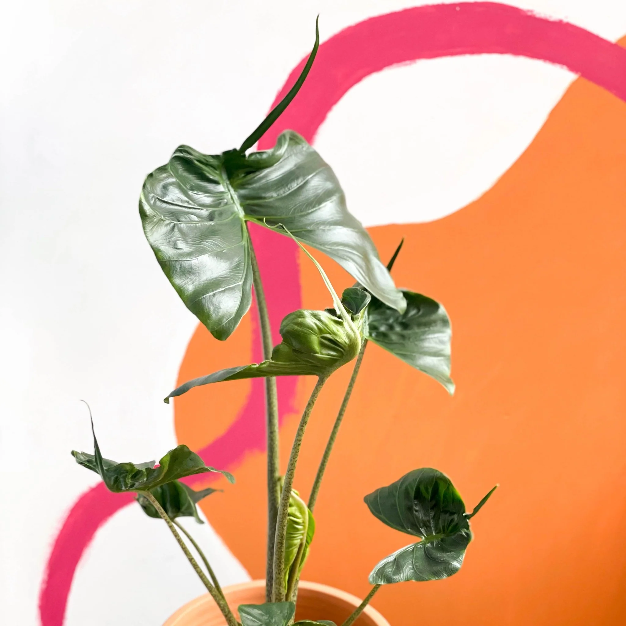 Alocasia macrorrhizos 'Stingray' - Image 7