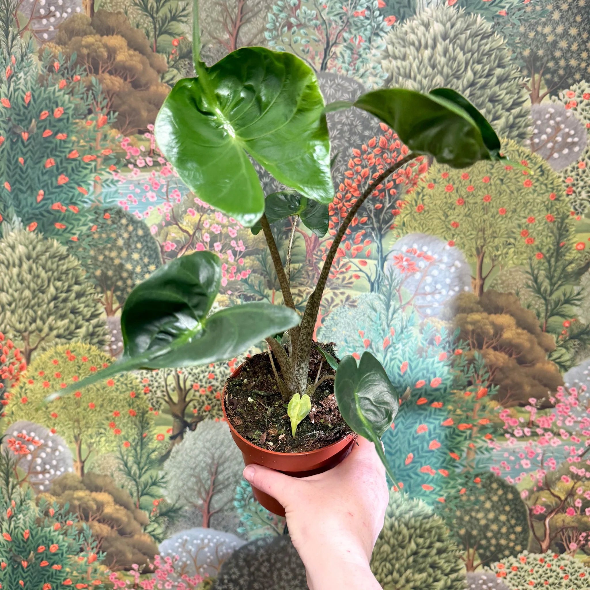 Alocasia macrorrhizos 'Stingray' - Image 8
