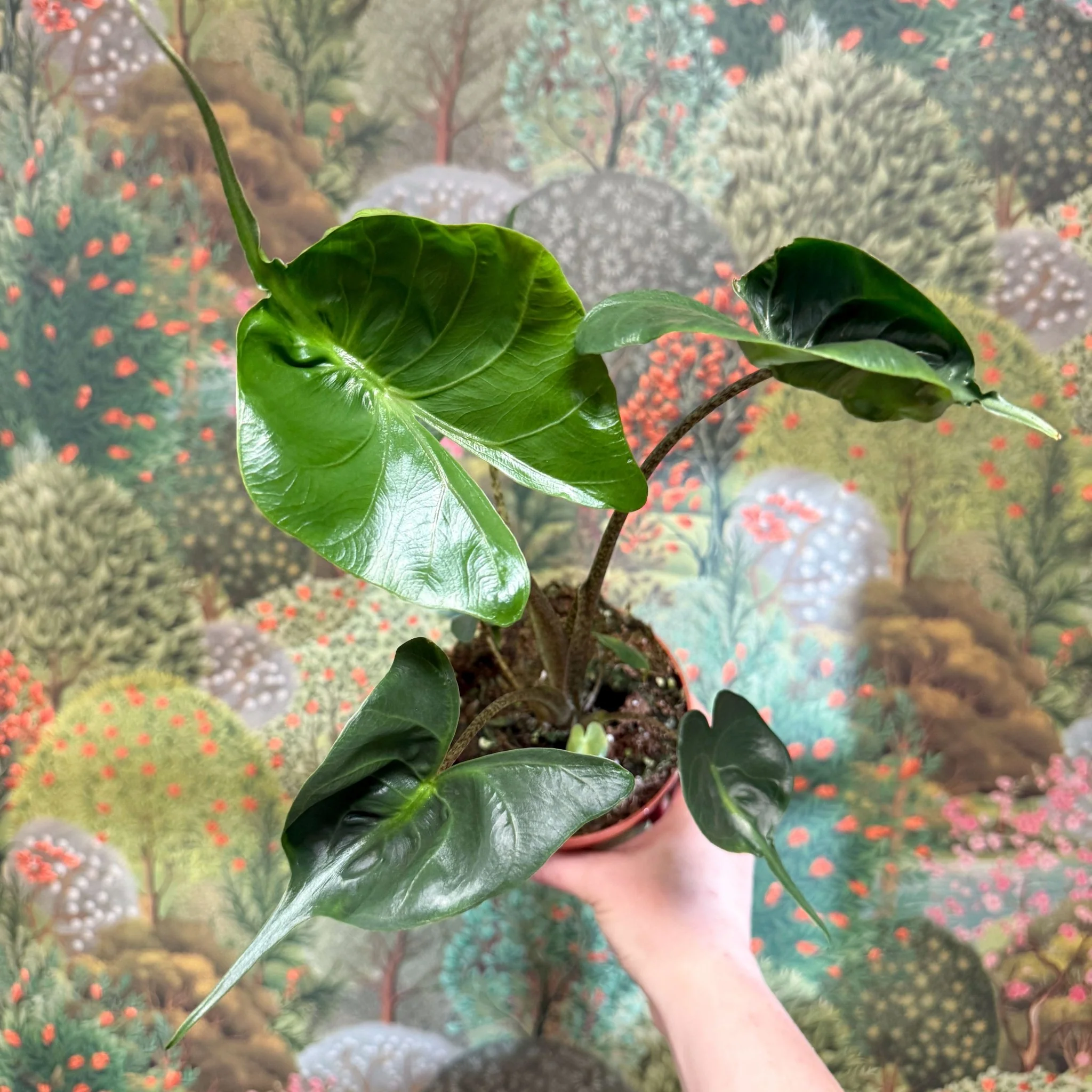 Alocasia macrorrhizos 'Stingray' - Image 9