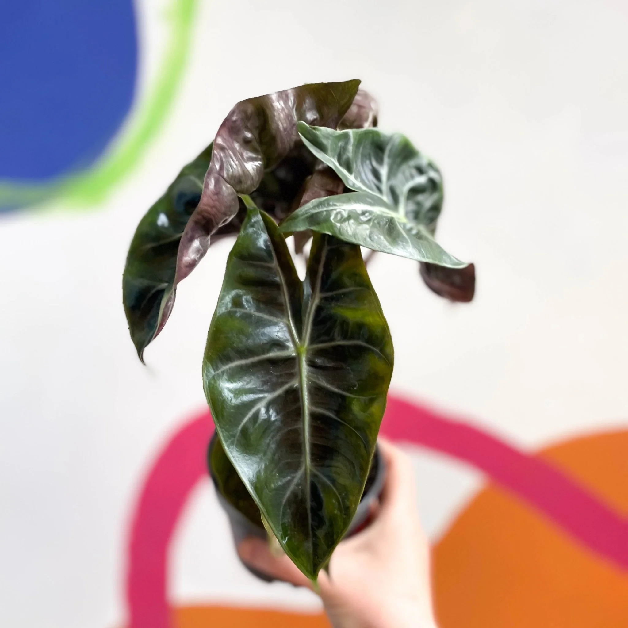 Alocasia 'Pink Dragon'