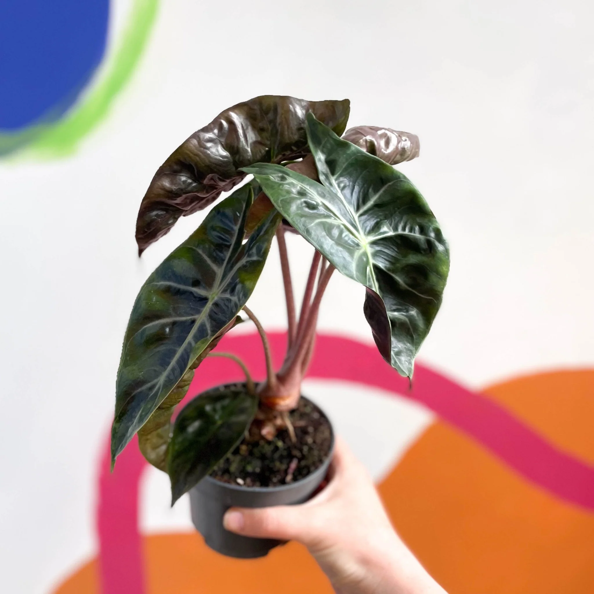 Alocasia 'Pink Dragon' - Image 2
