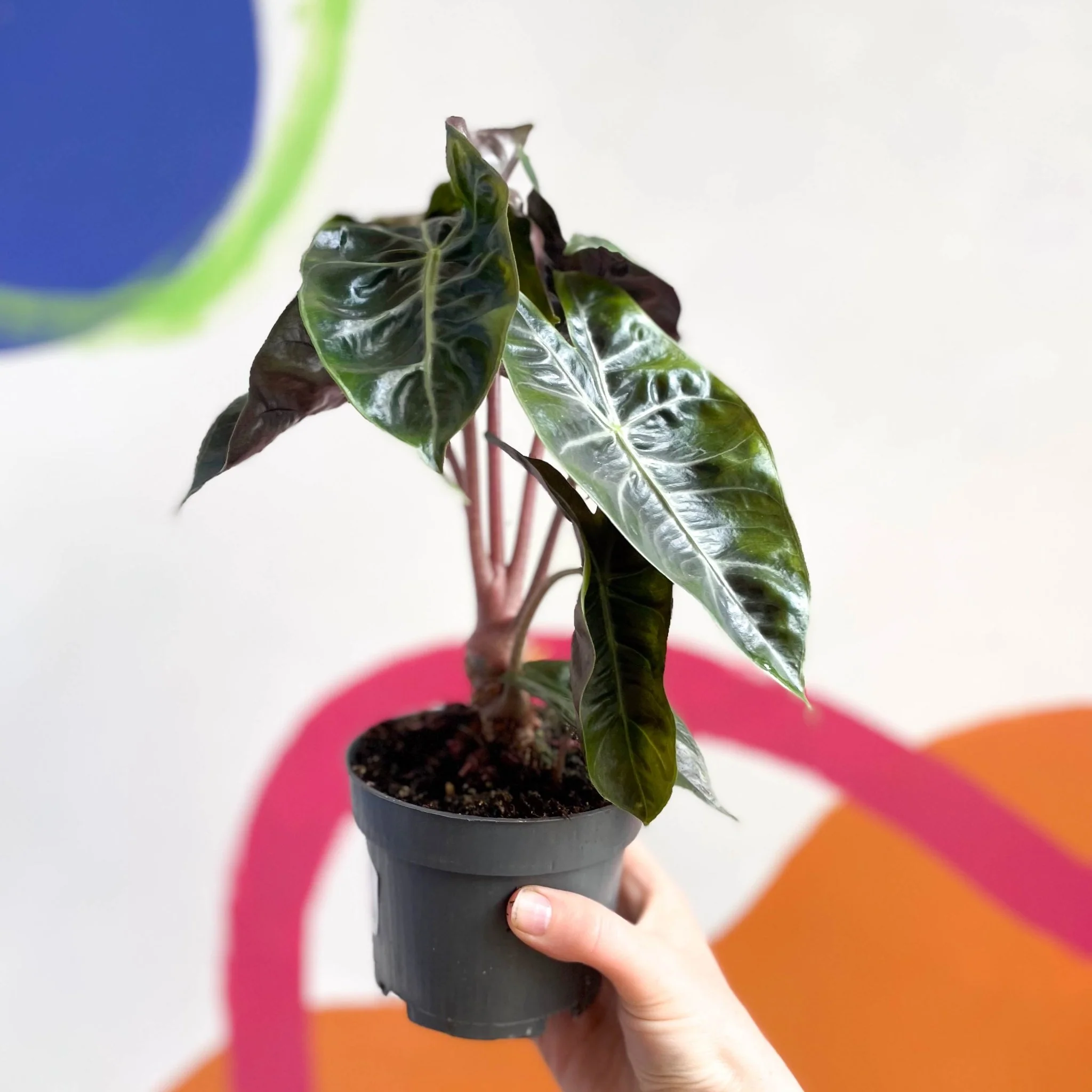 Alocasia 'Pink Dragon' - Image 3