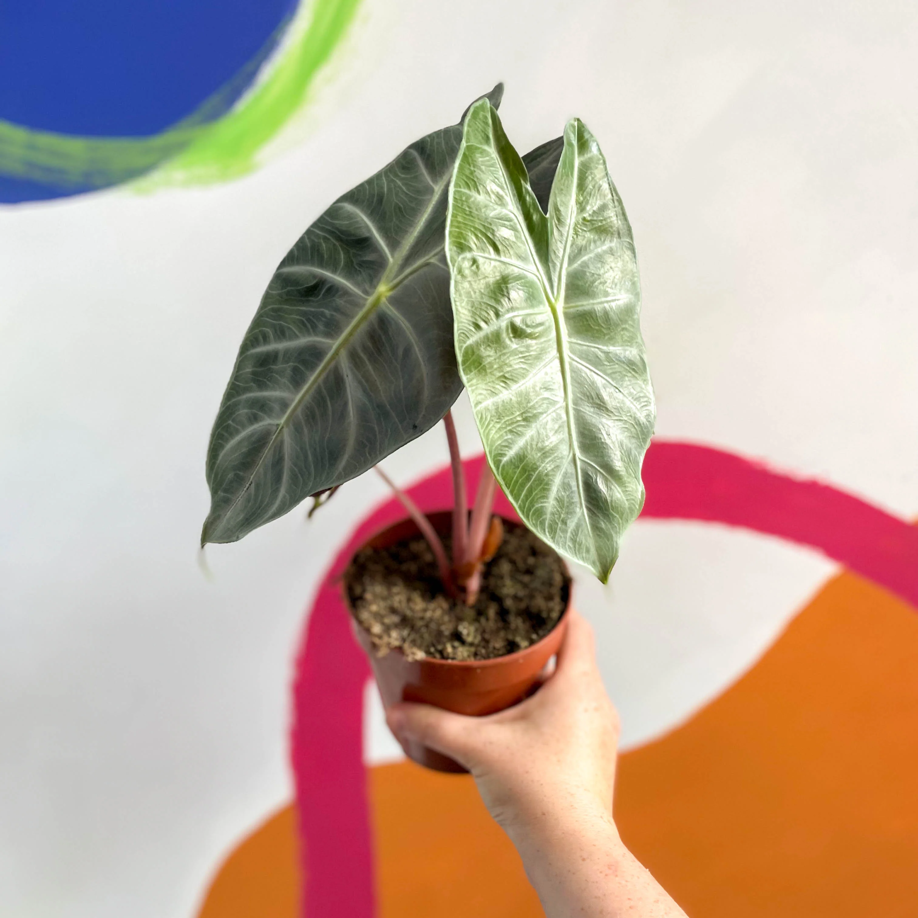 Alocasia 'Pink Dragon' - Image 4