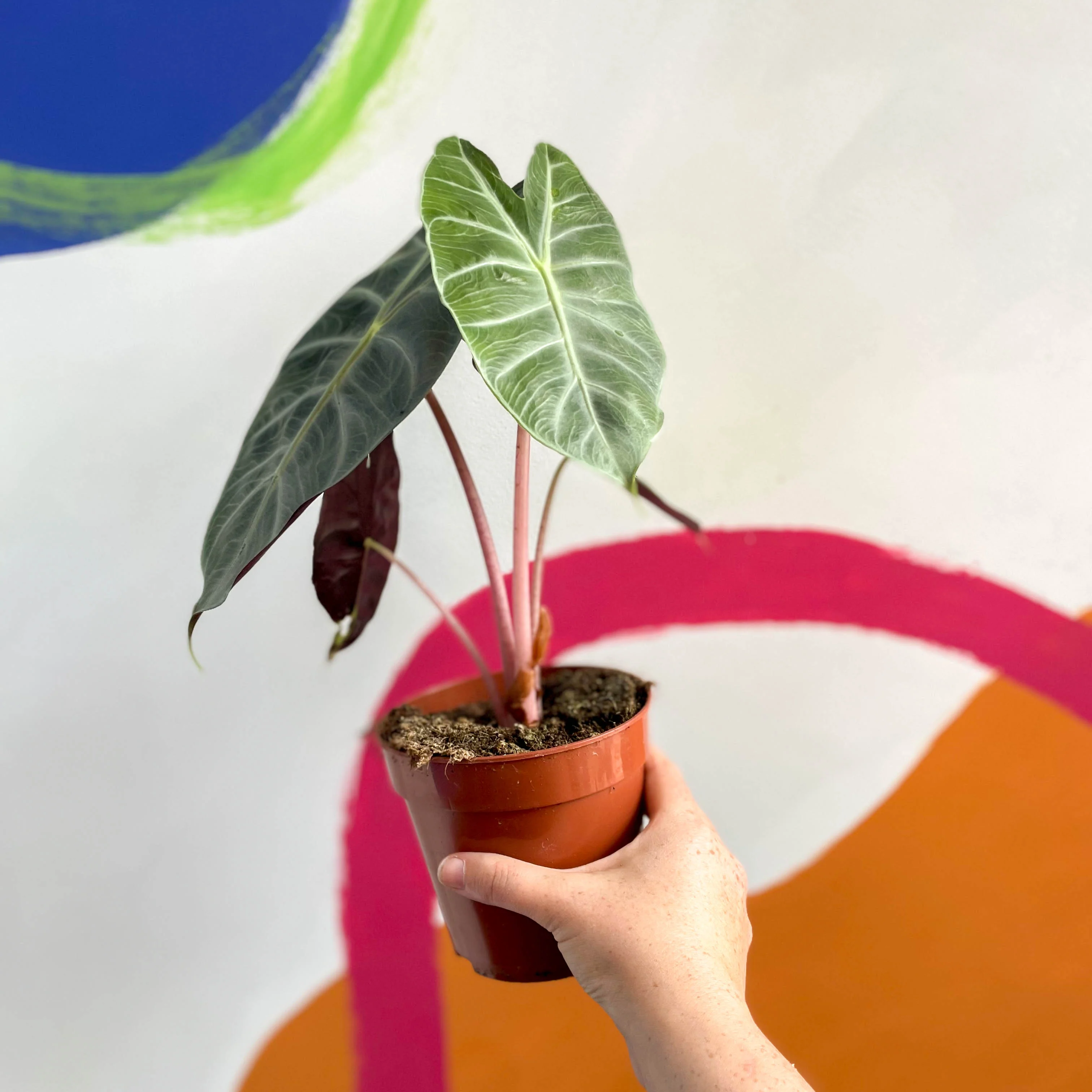 Alocasia 'Pink Dragon' - Image 5
