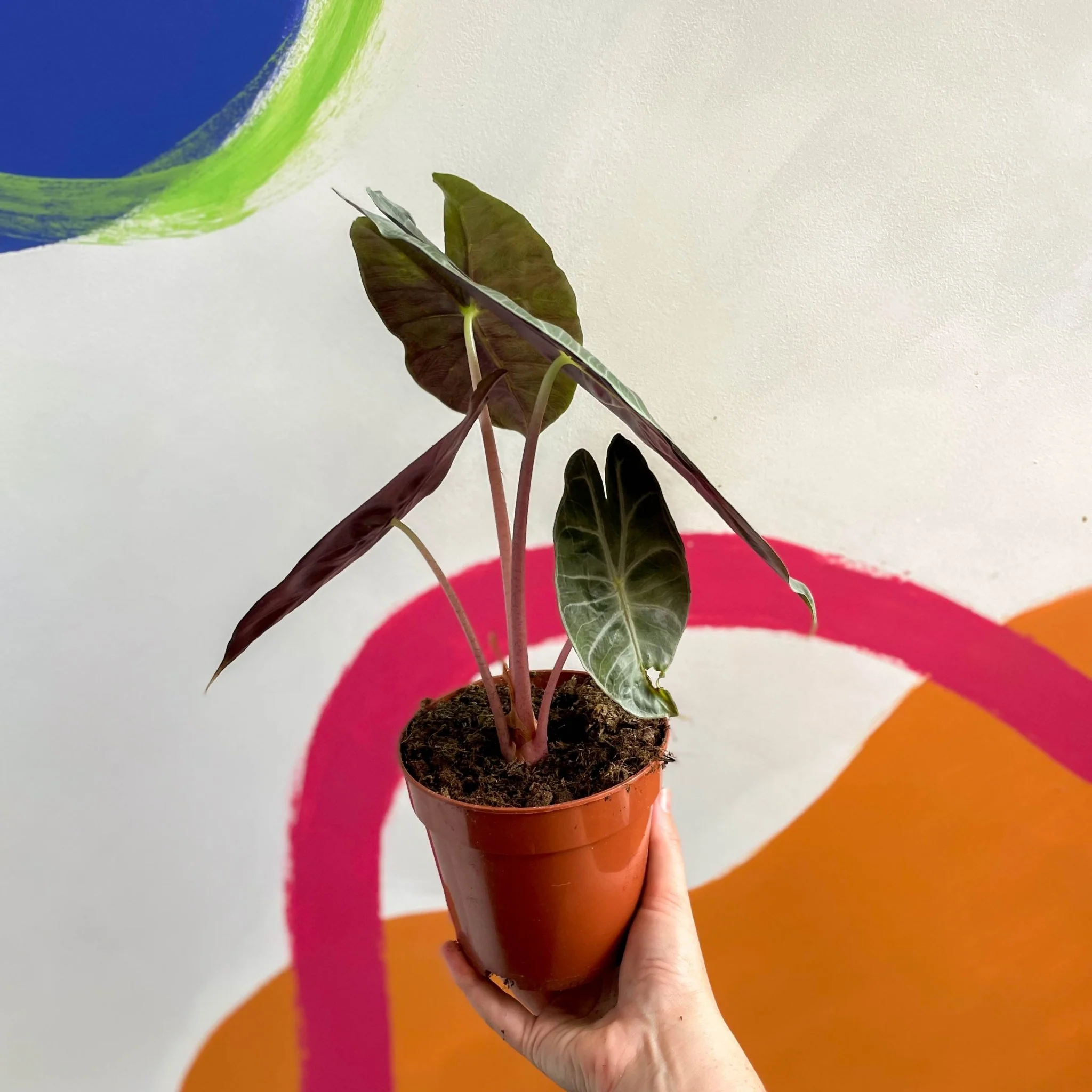 Alocasia 'Pink Dragon' - Image 6