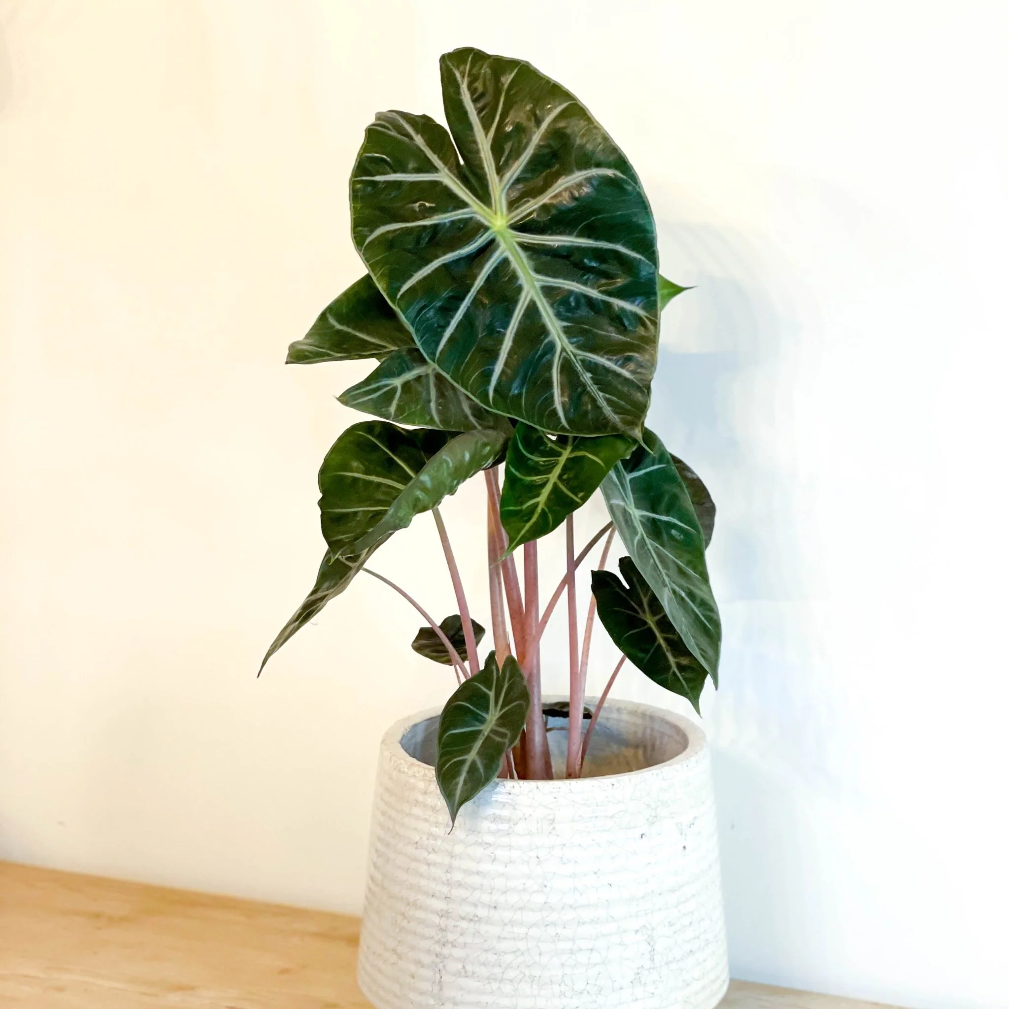 Alocasia 'Pink Dragon' - Image 7