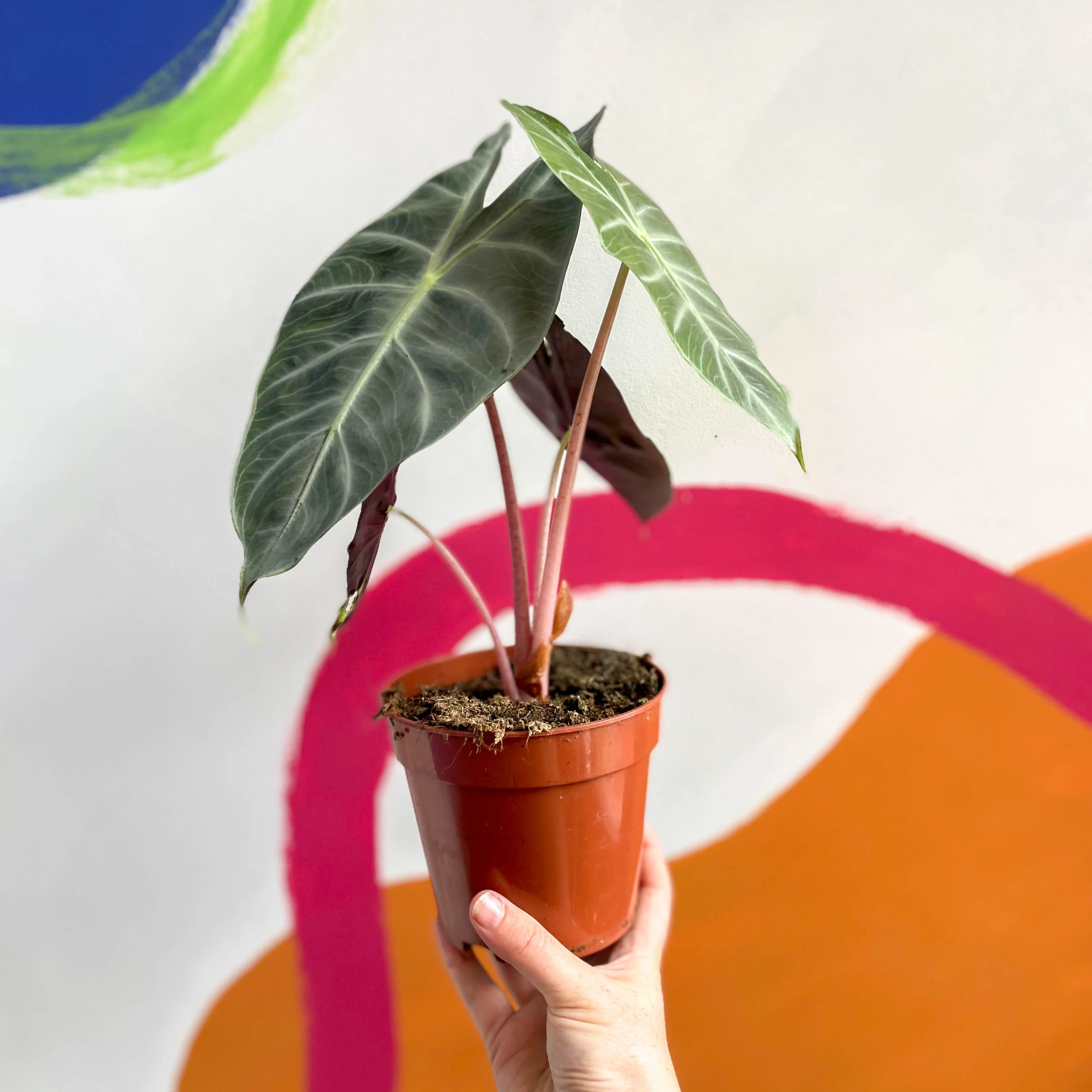 Alocasia 'Pink Dragon' - Image 8