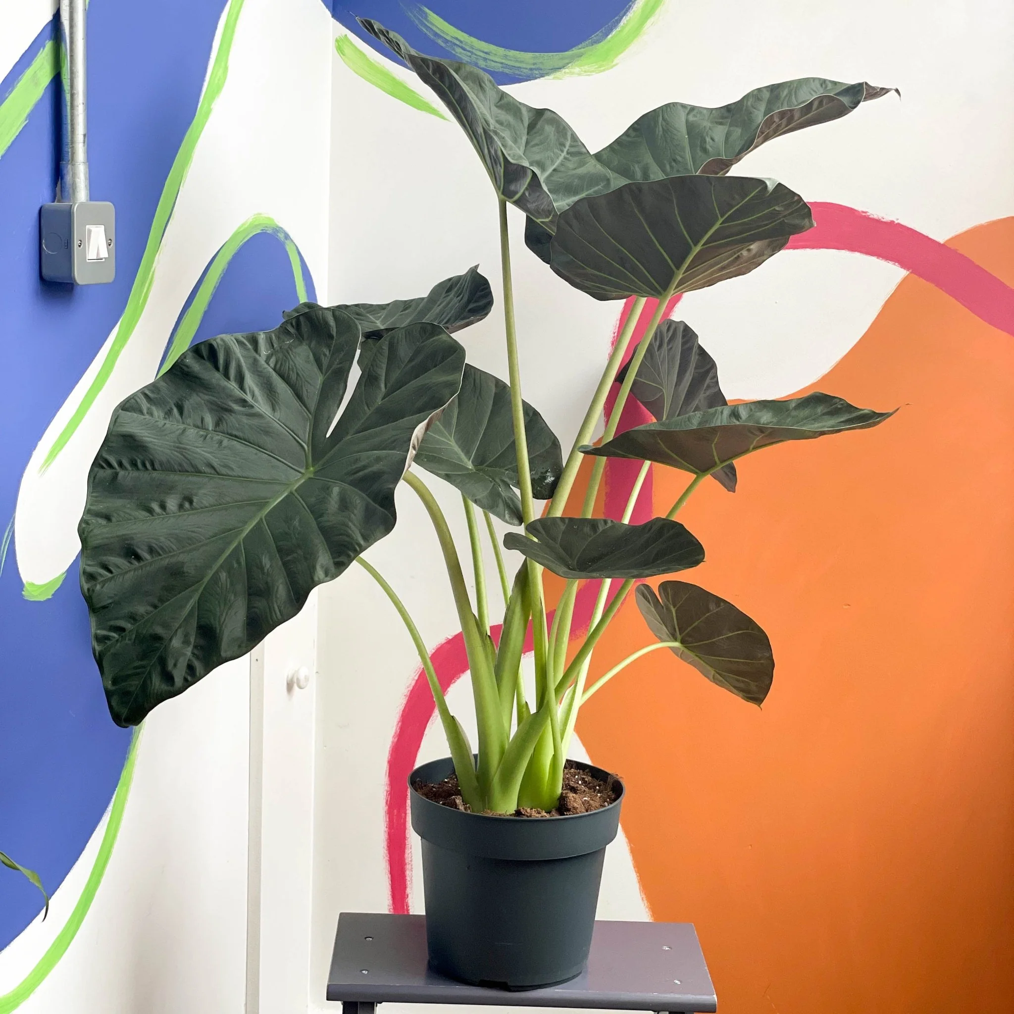 Alocasia 'Regal Shield'