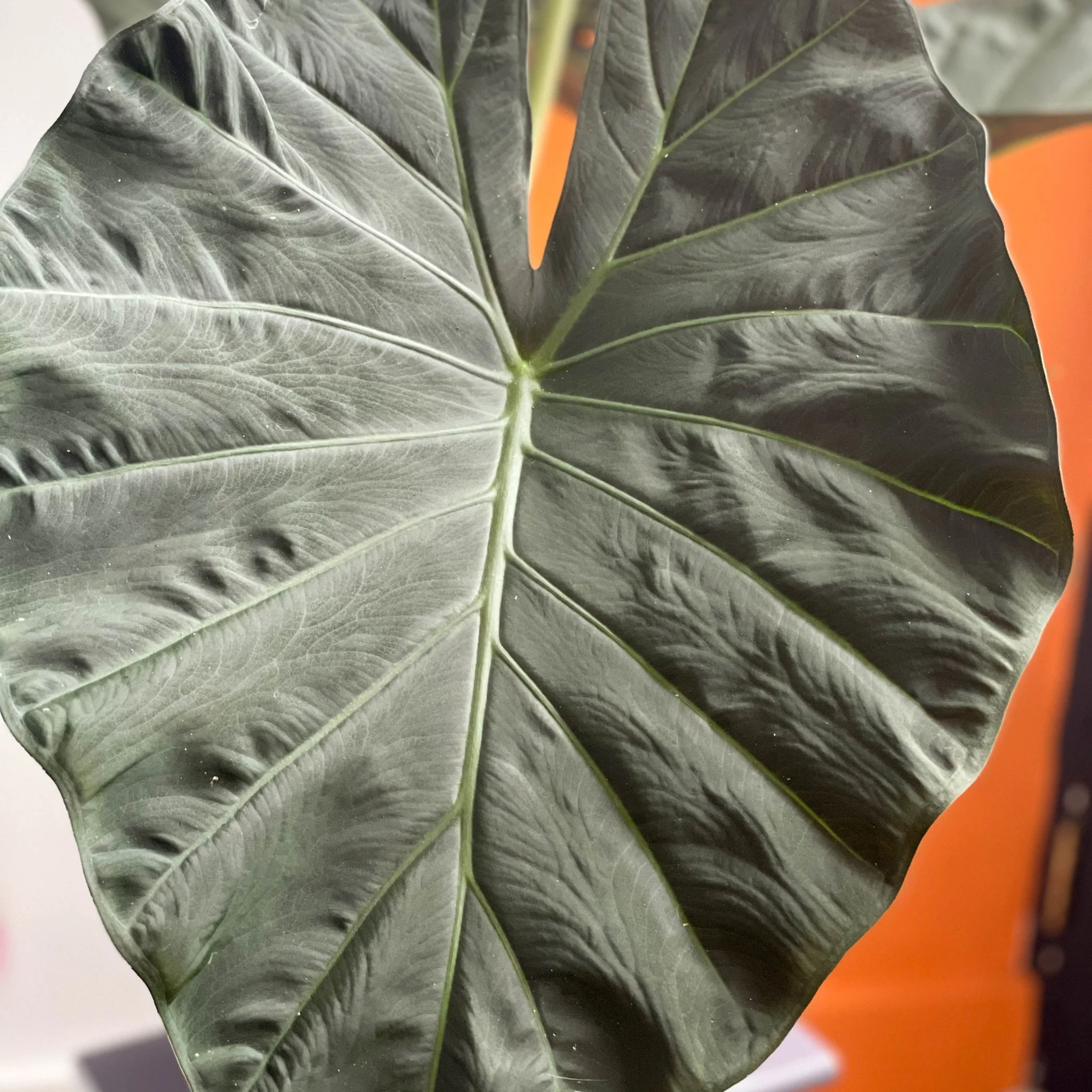Alocasia 'Regal Shield' - Image 2