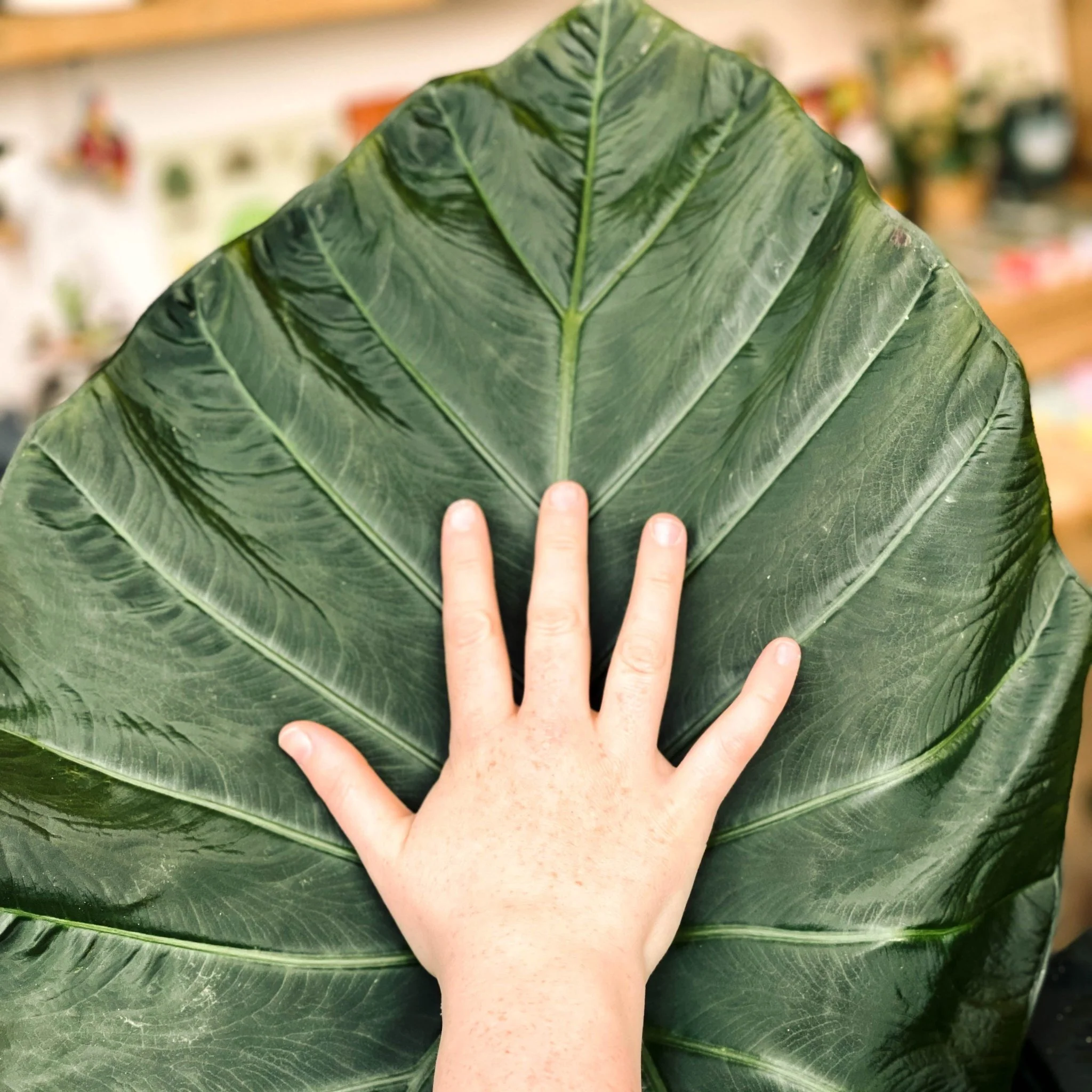 Alocasia 'Regal Shield' - Image 3