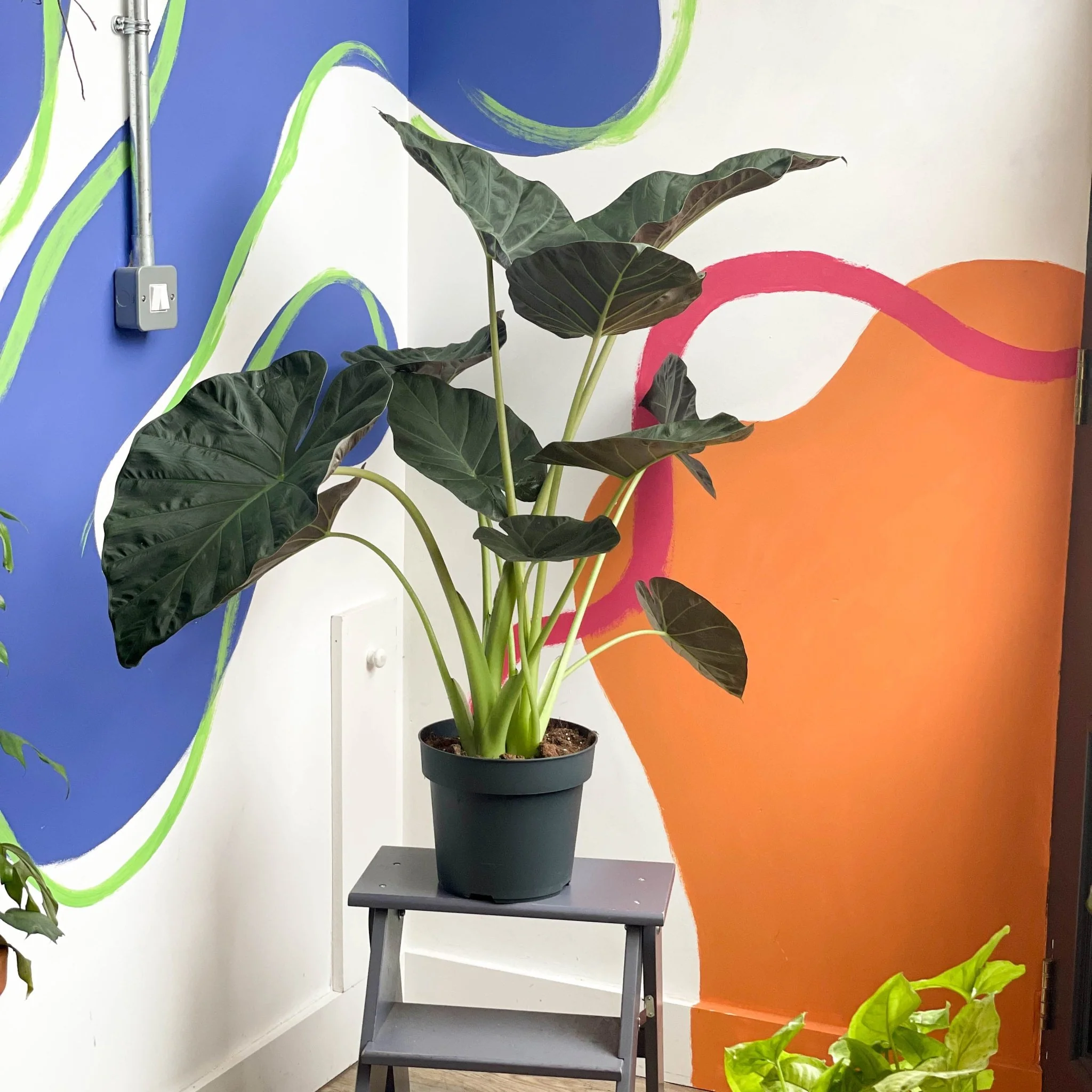 Alocasia 'Regal Shield' - Image 4