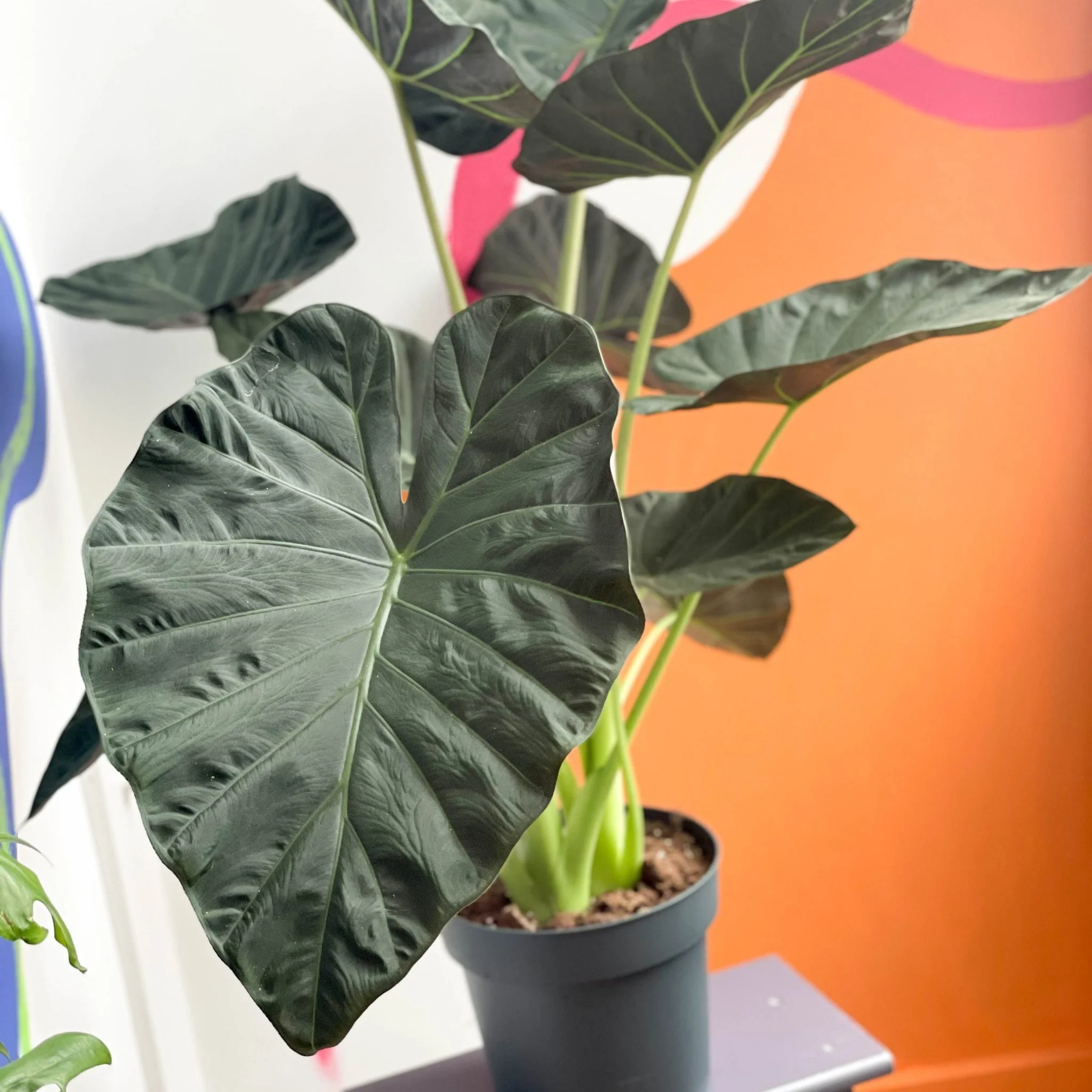 Alocasia 'Regal Shield' - Image 5