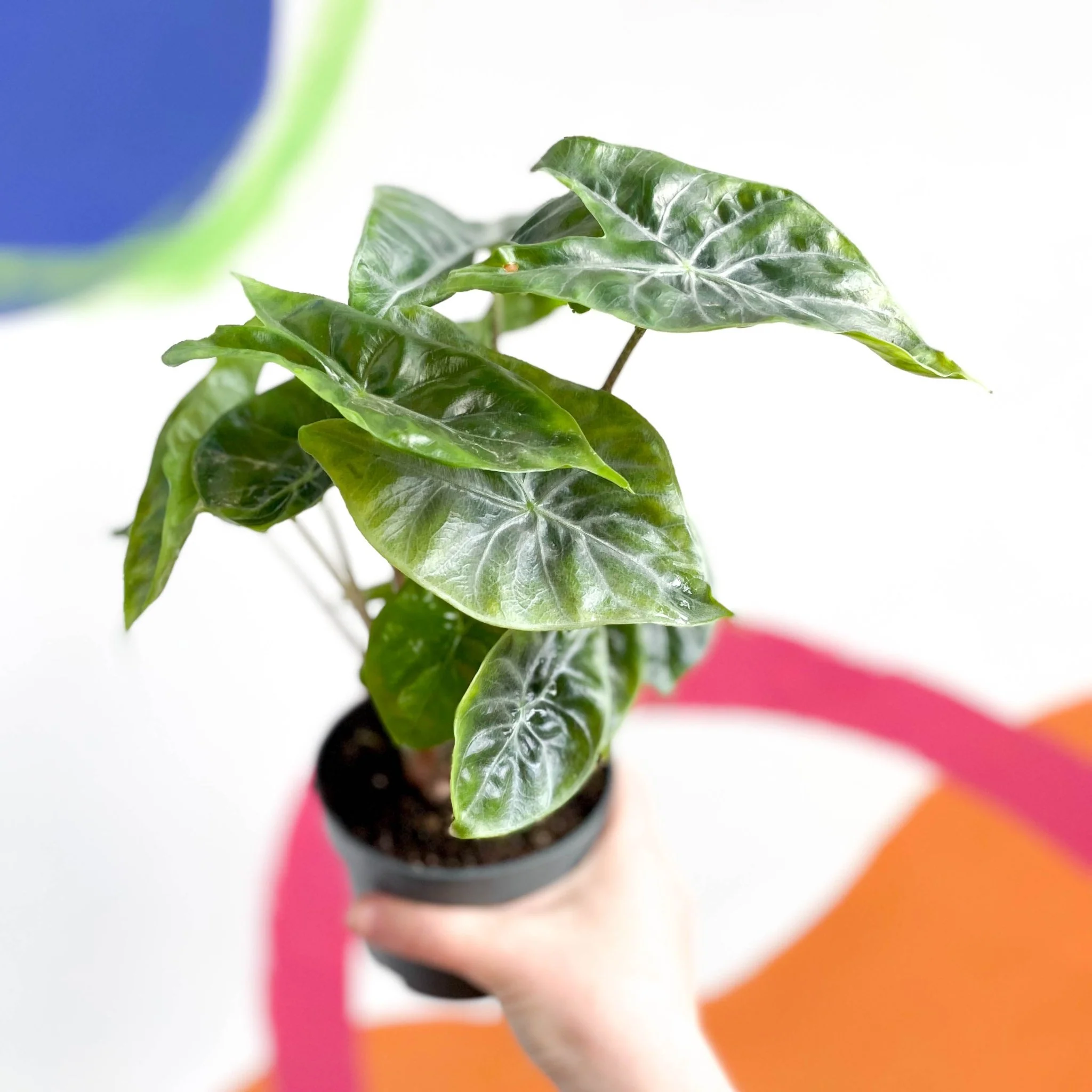 Alocasia sarawakensis 'Yucatan Princess' - Image 3