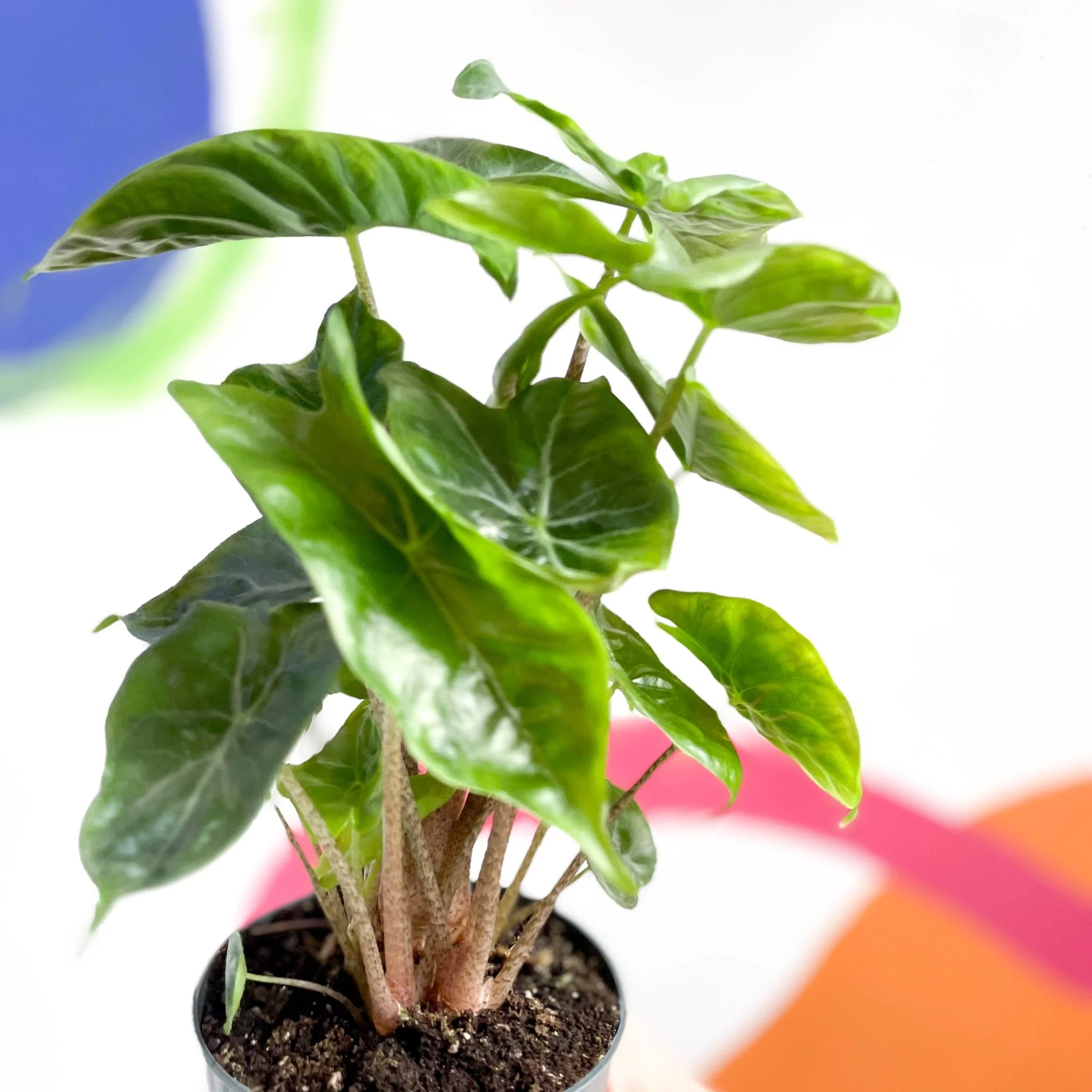 Alocasia sarawakensis 'Yucatan Princess' - Image 4