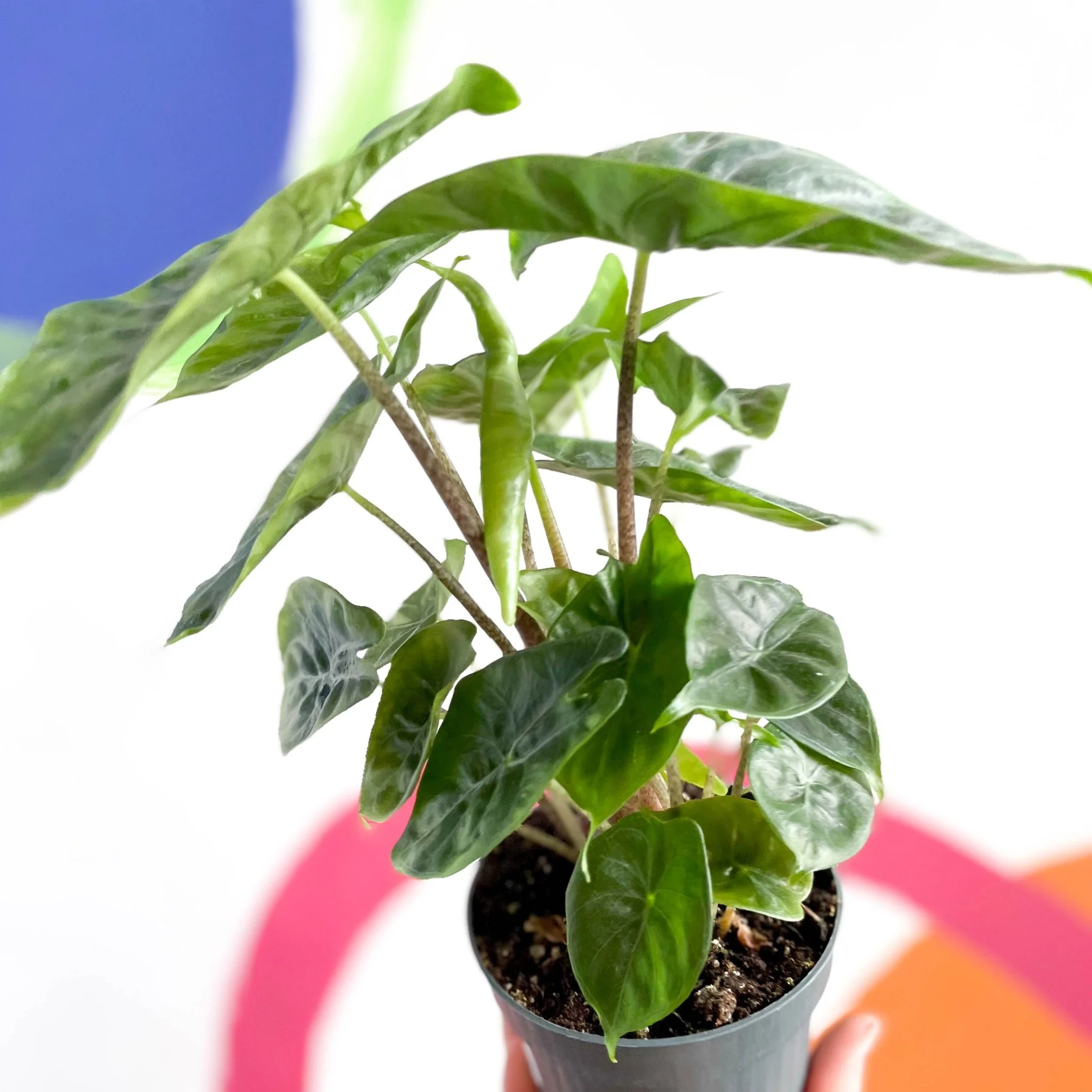 Alocasia sarawakensis 'Yucatan Princess' - Image 6