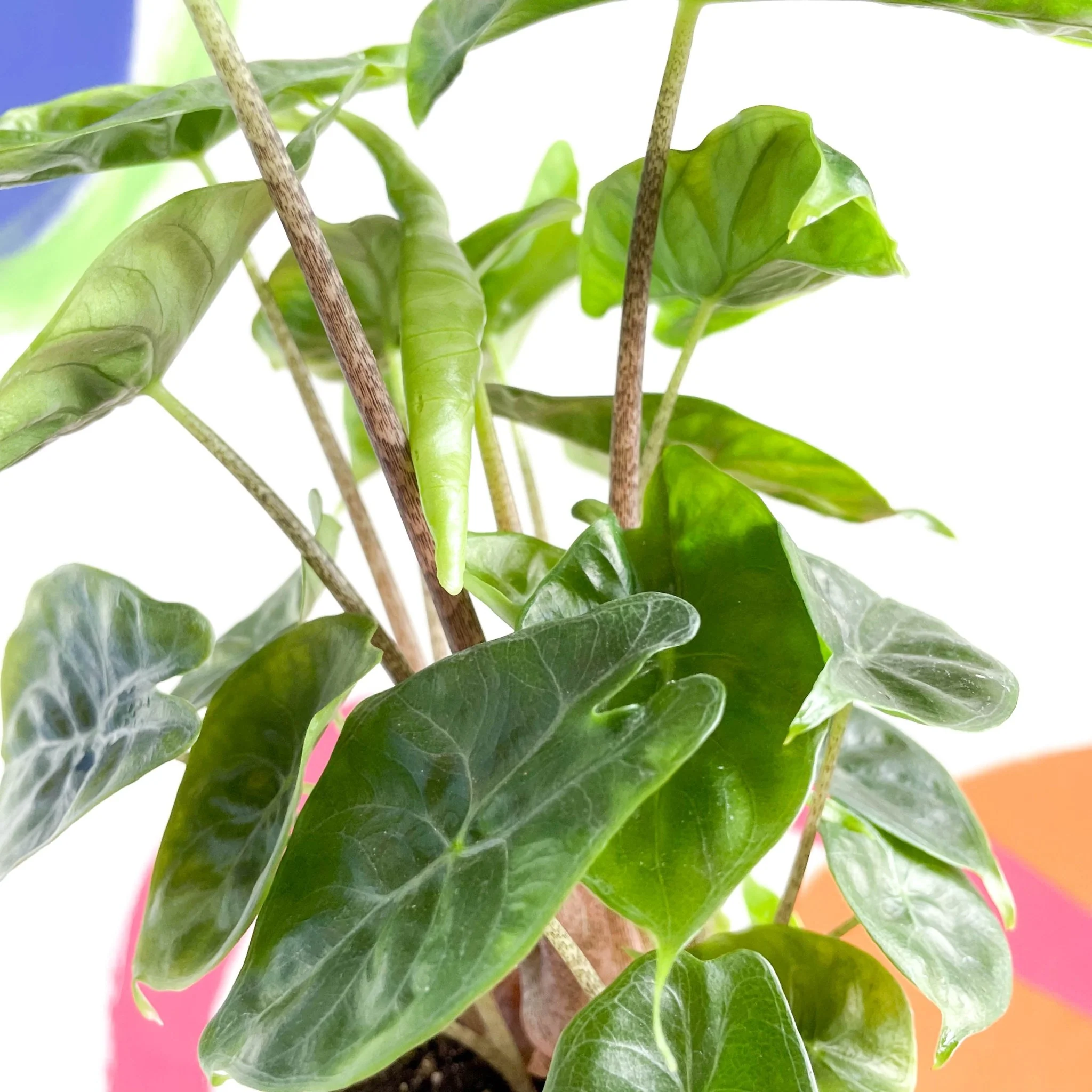 Alocasia sarawakensis 'Yucatan Princess' - Image 7