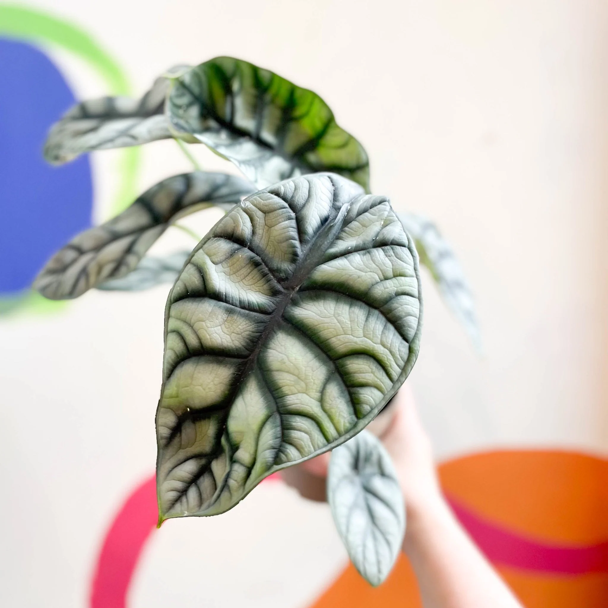 Alocasia baginda 'Silver Dragon' - Image 10