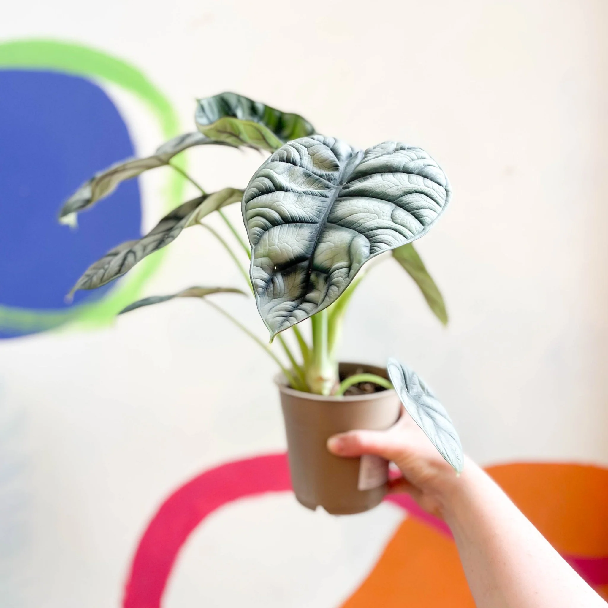 Alocasia baginda 'Silver Dragon' - Image 11