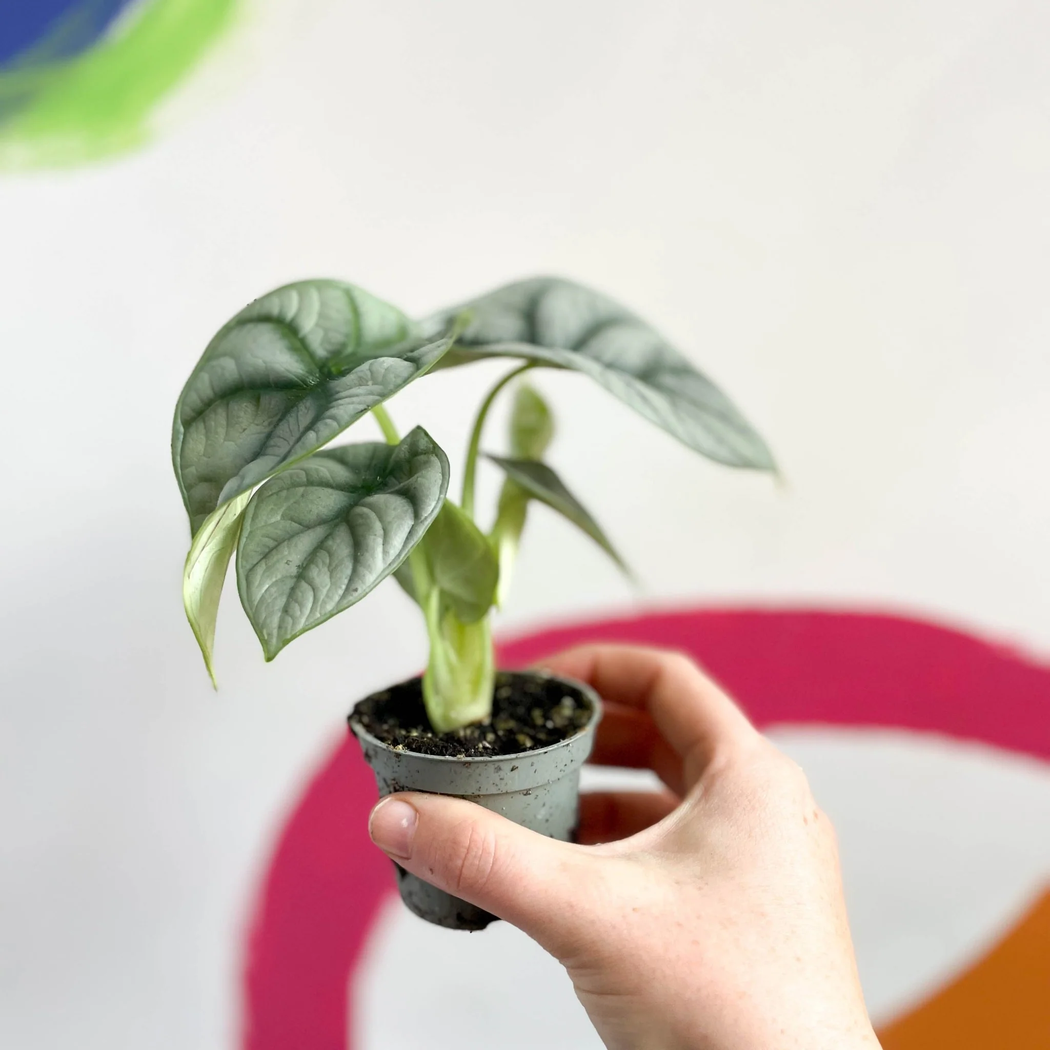 Alocasia baginda 'Silver Dragon' - Image 3
