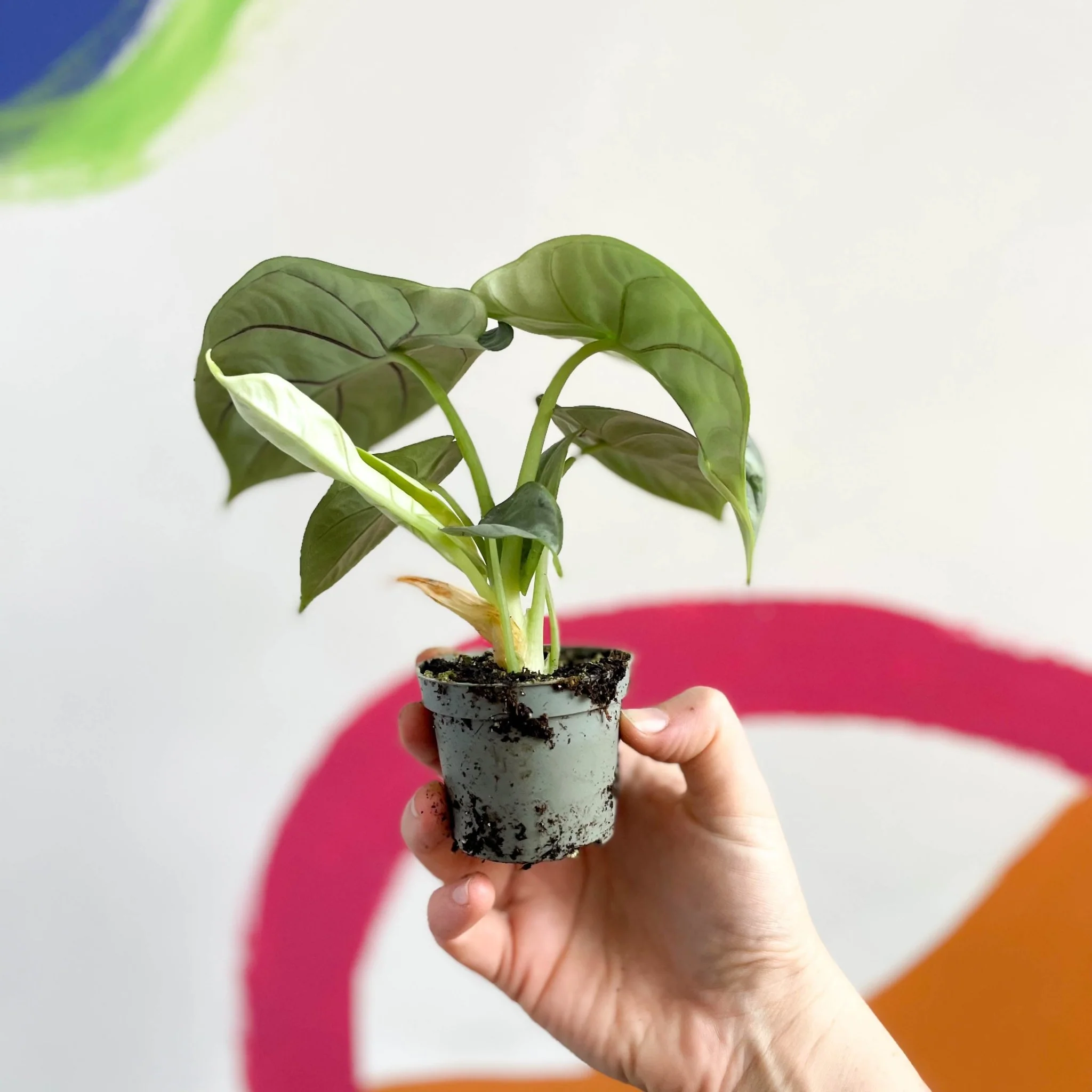 Alocasia baginda 'Silver Dragon' - Image 4