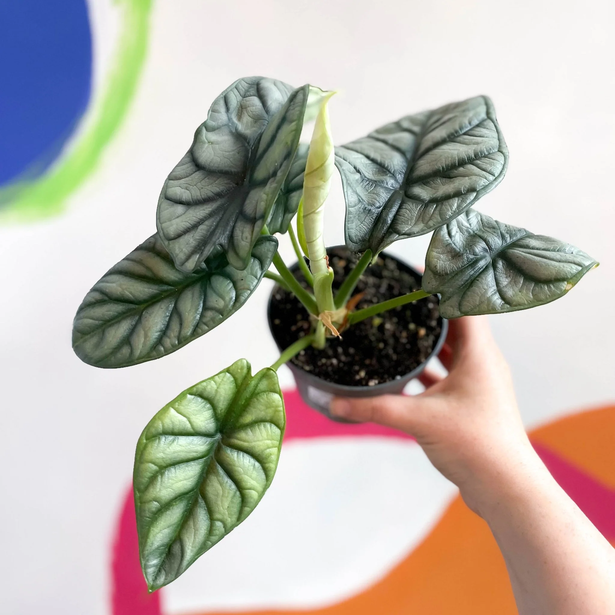 Alocasia baginda 'Silver Dragon' - Image 5