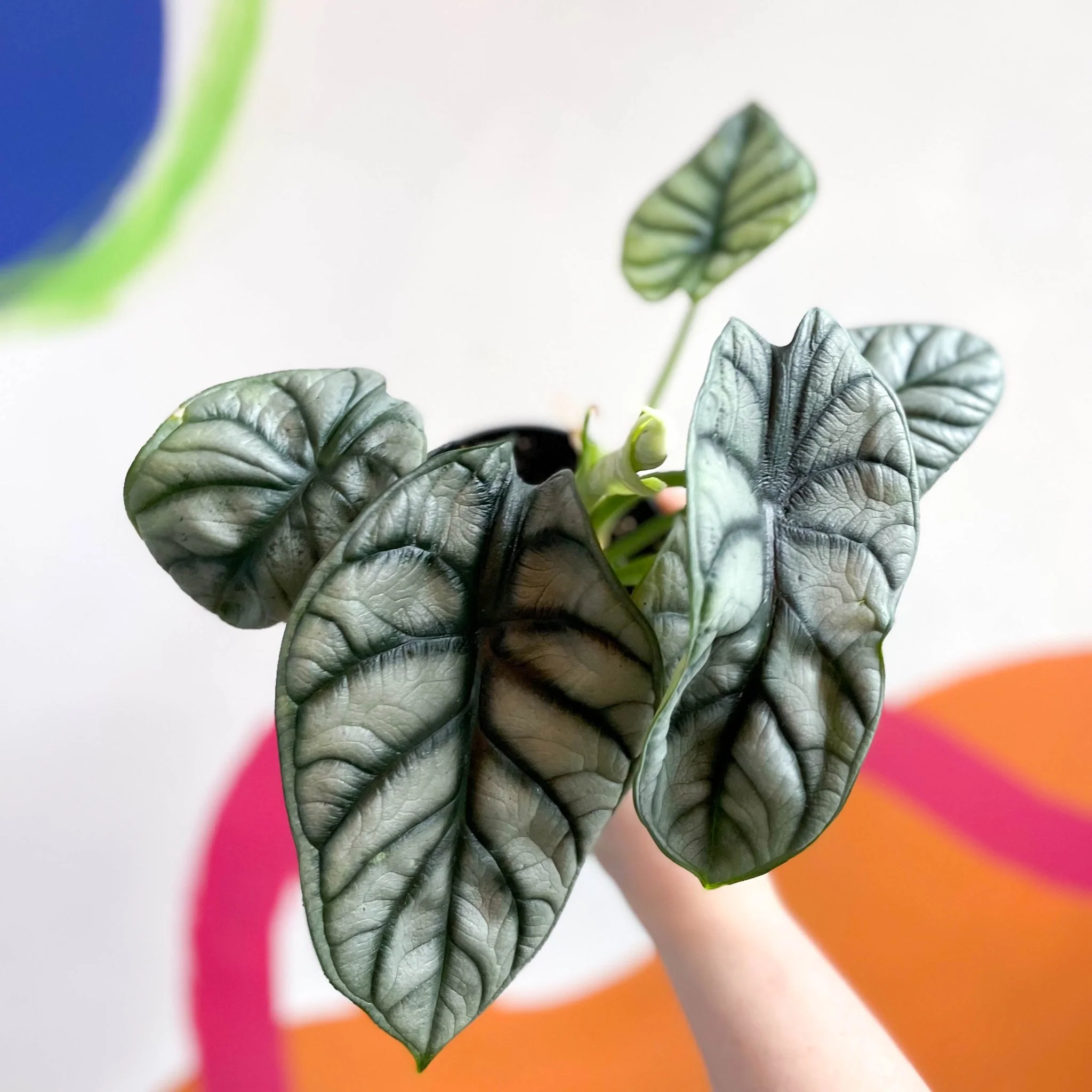 Alocasia baginda 'Silver Dragon' - Image 6