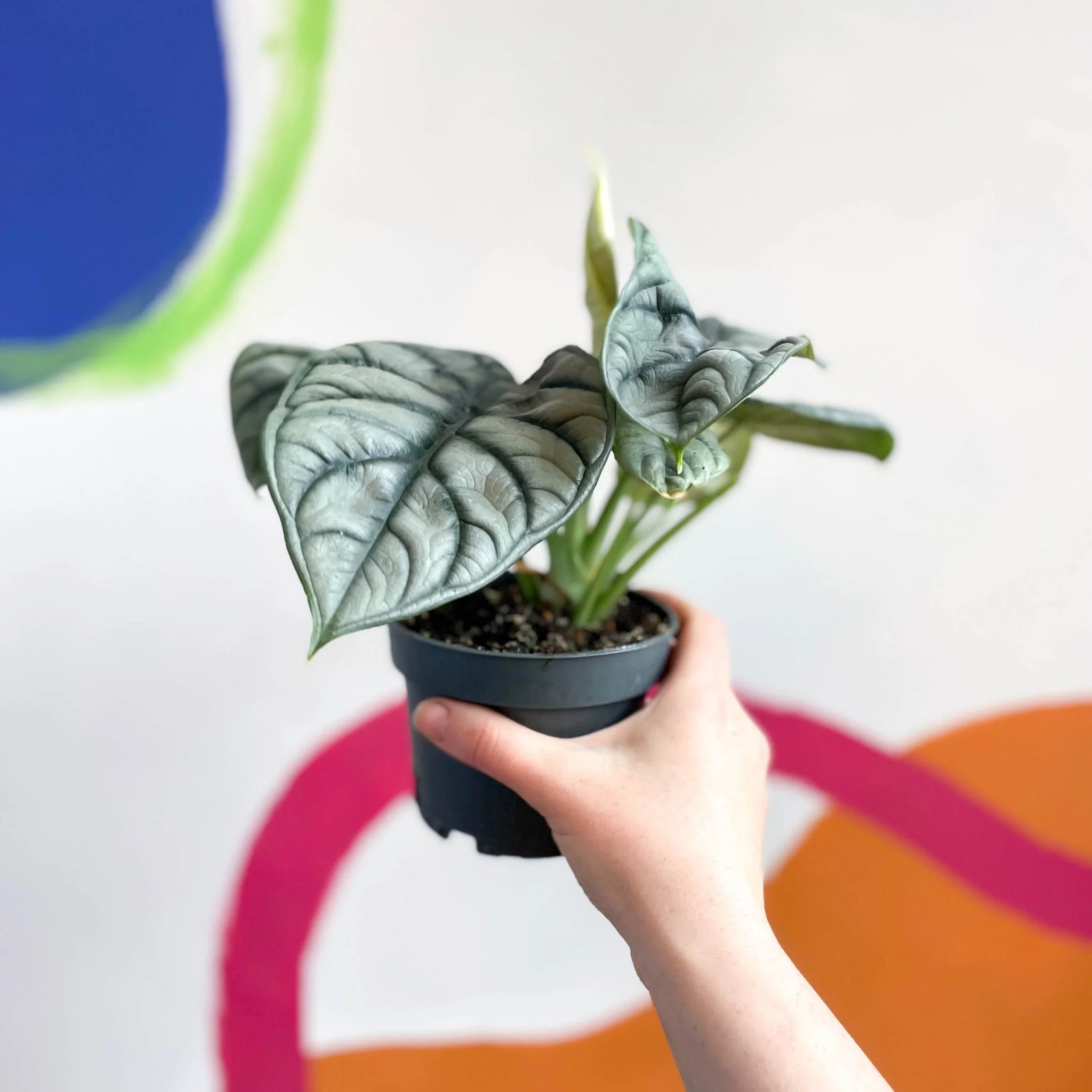Alocasia baginda 'Silver Dragon' - Image 7