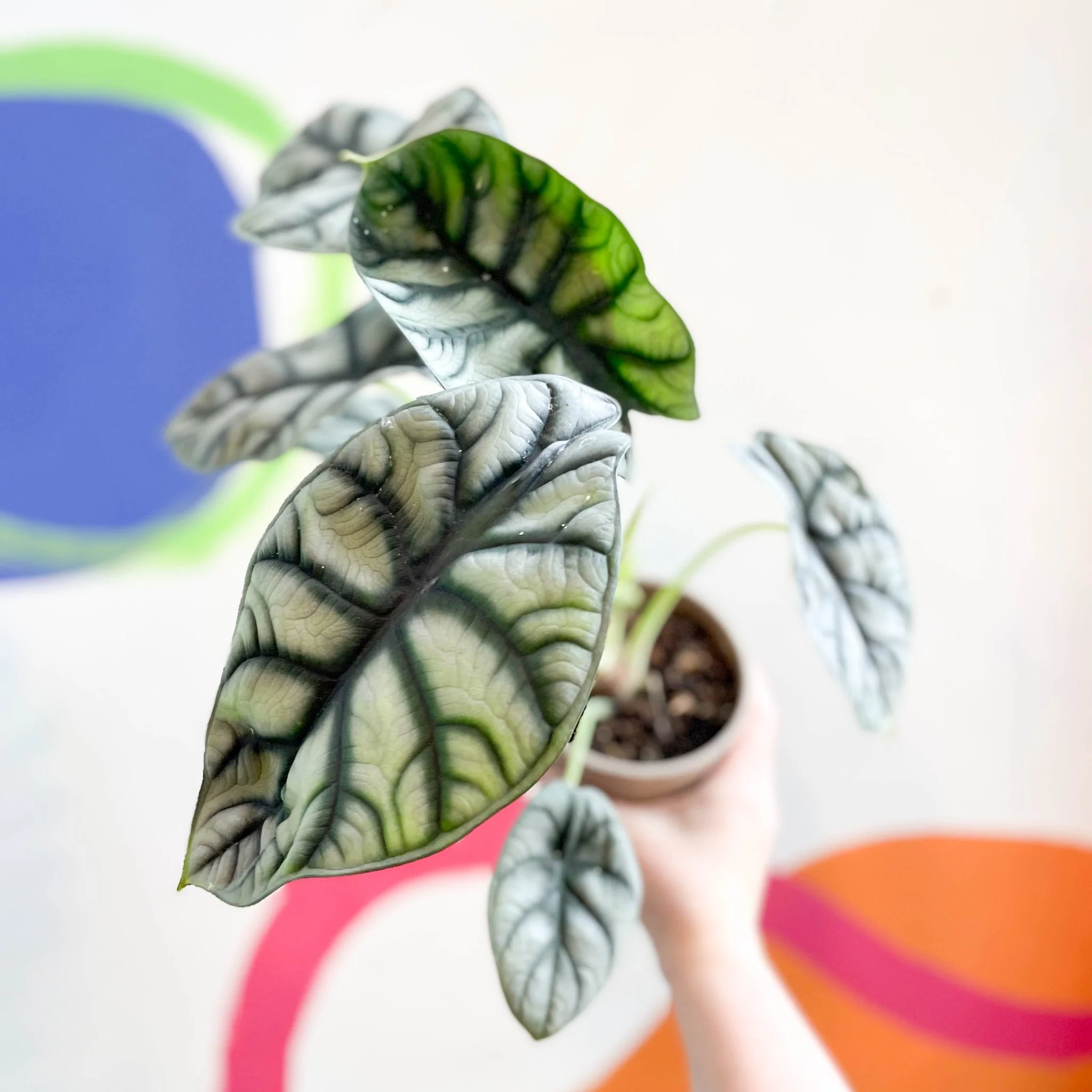 Alocasia baginda 'Silver Dragon' - Image 8