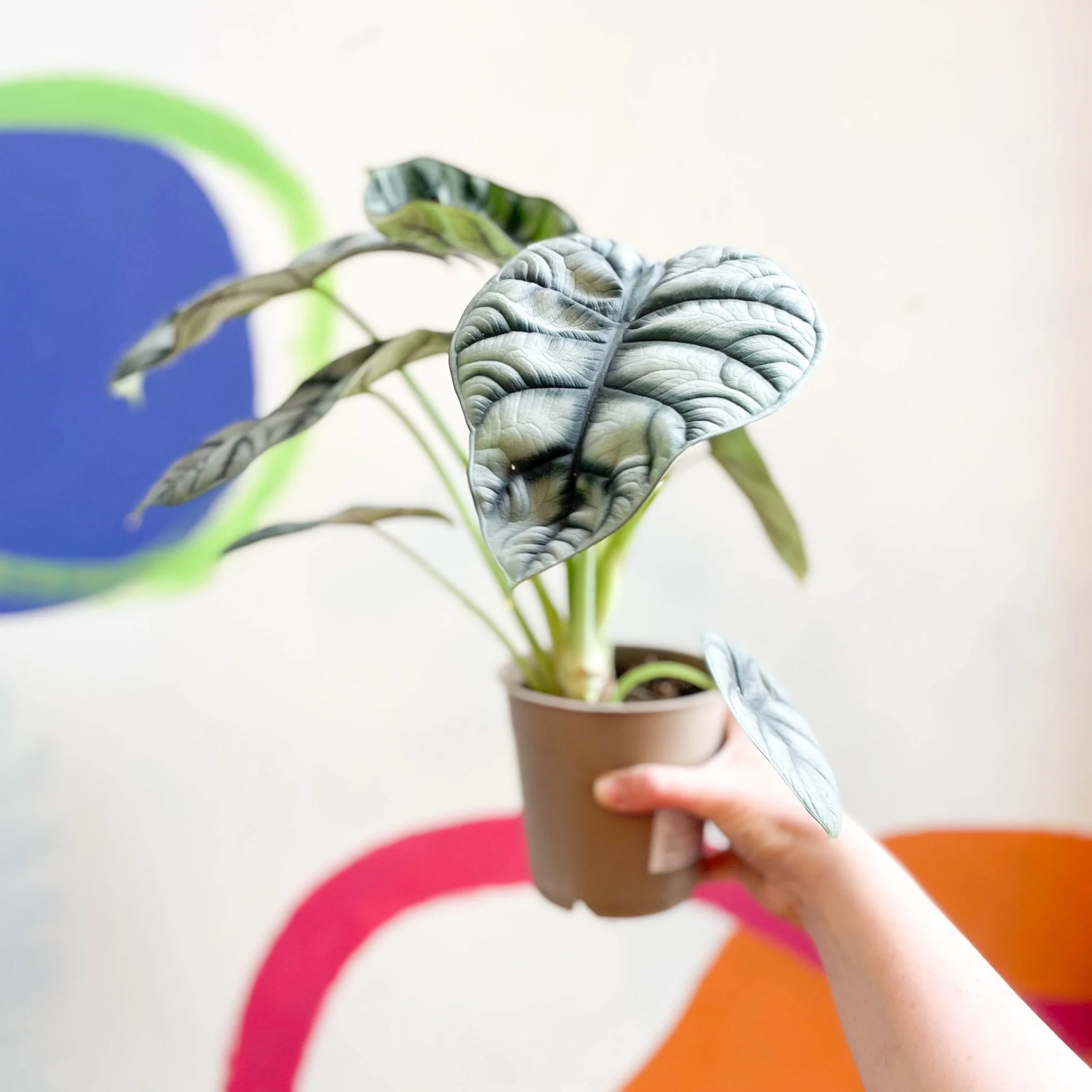 Alocasia baginda 'Silver Dragon' - Image 9