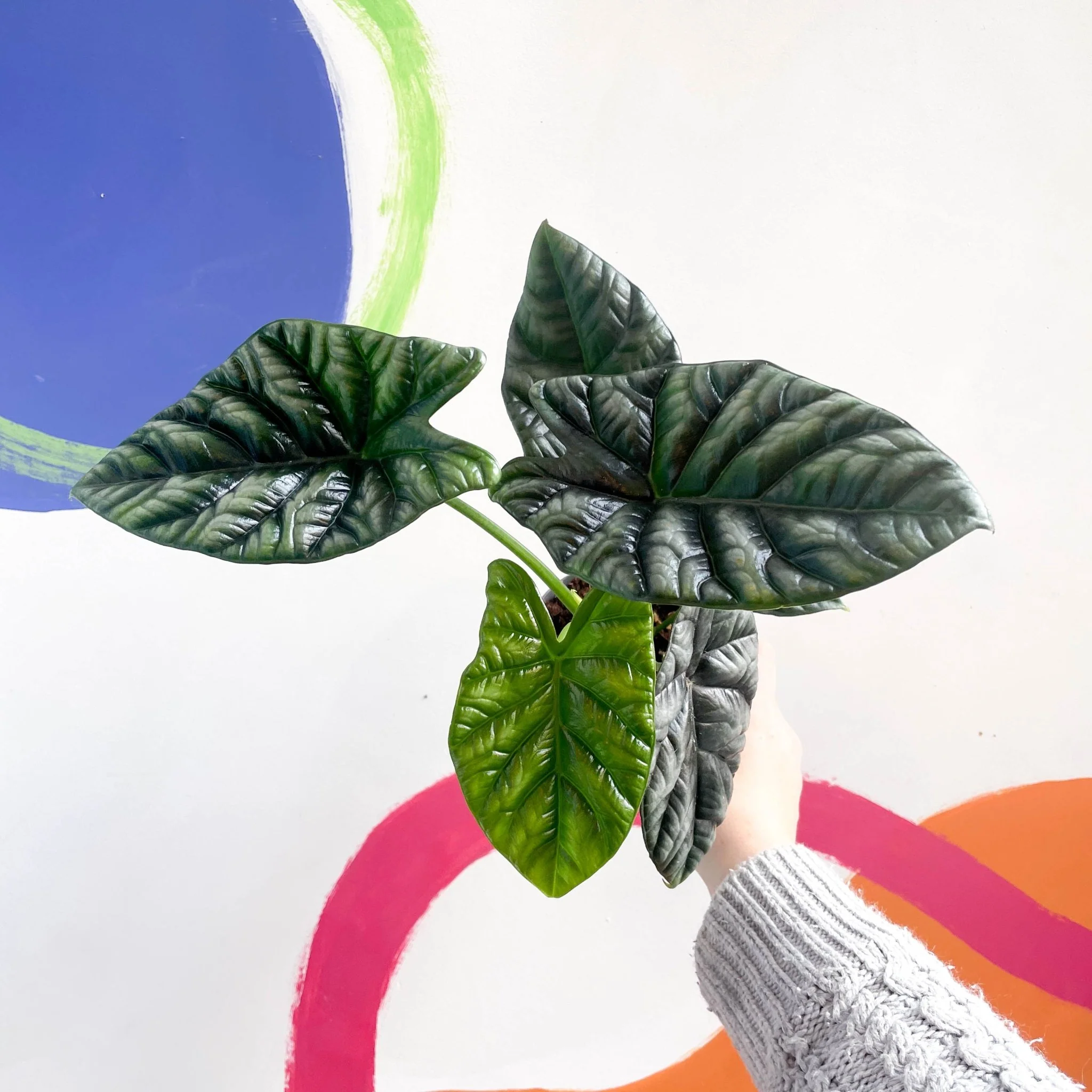 Alocasia sinuata