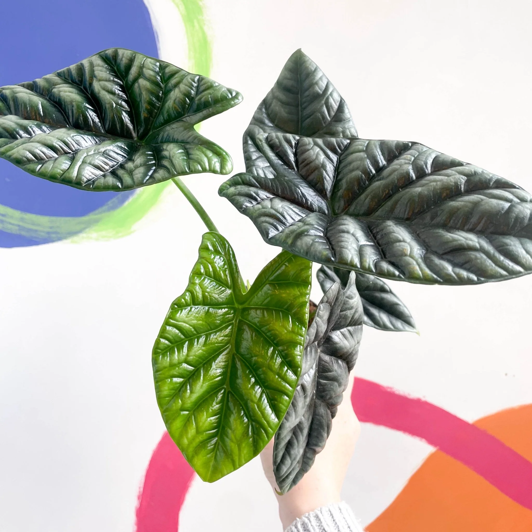 Alocasia sinuata - Image 2
