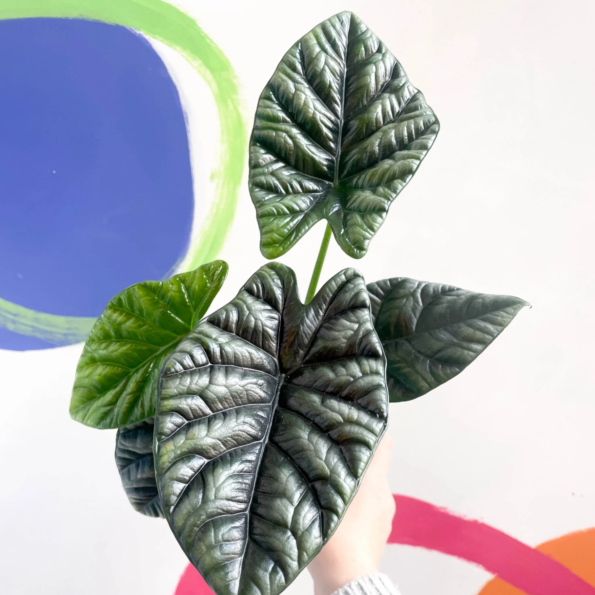 Alocasia sinuata - Image 3
