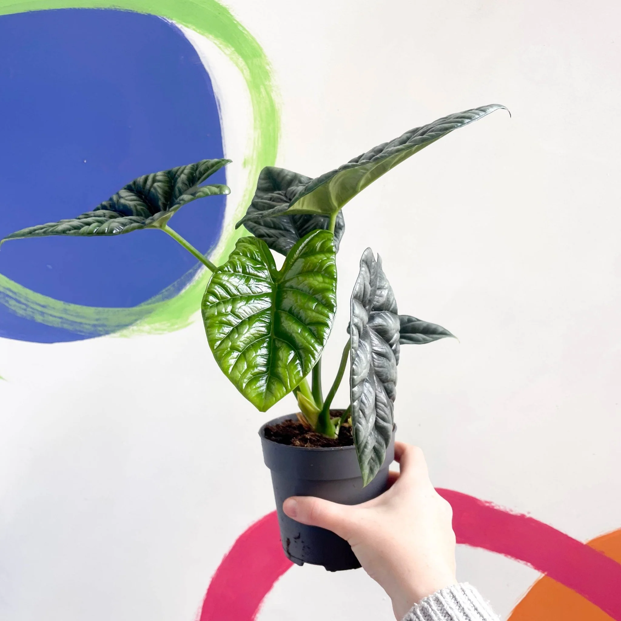 Alocasia sinuata - Image 4