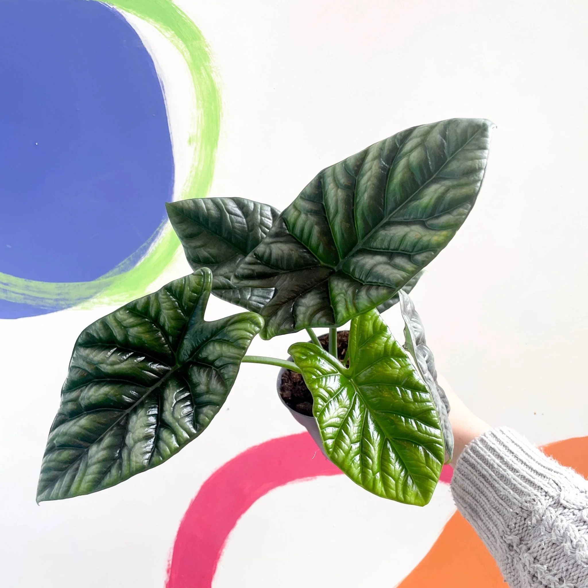 Alocasia sinuata - Image 5