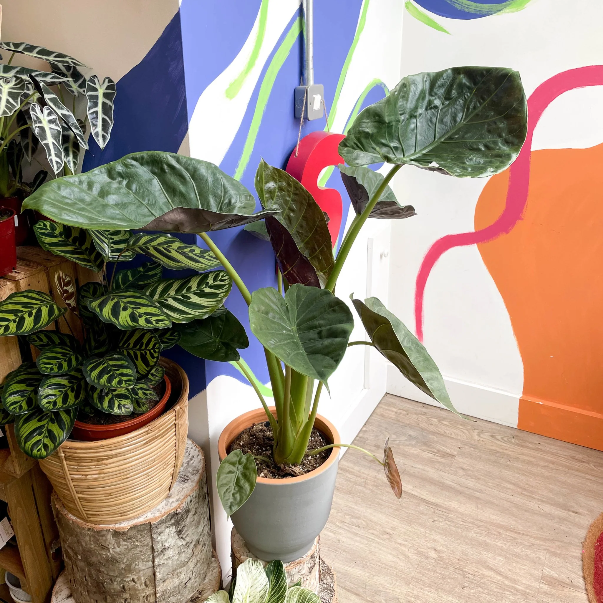 Alocasia 'Wentii'