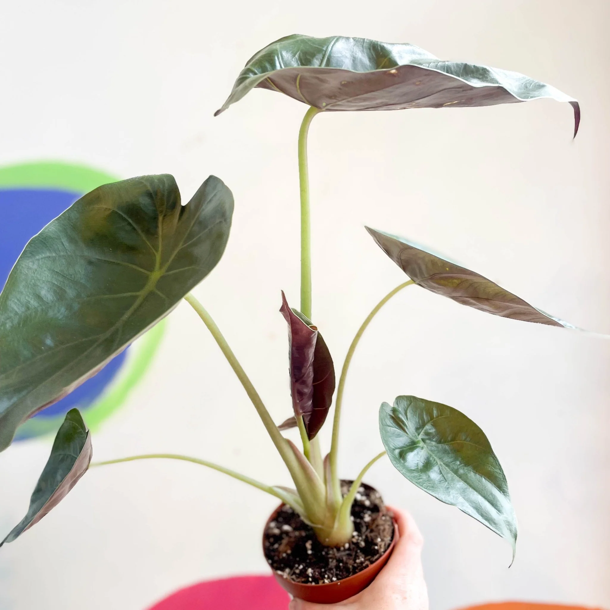 Alocasia 'Wentii' - Image 10