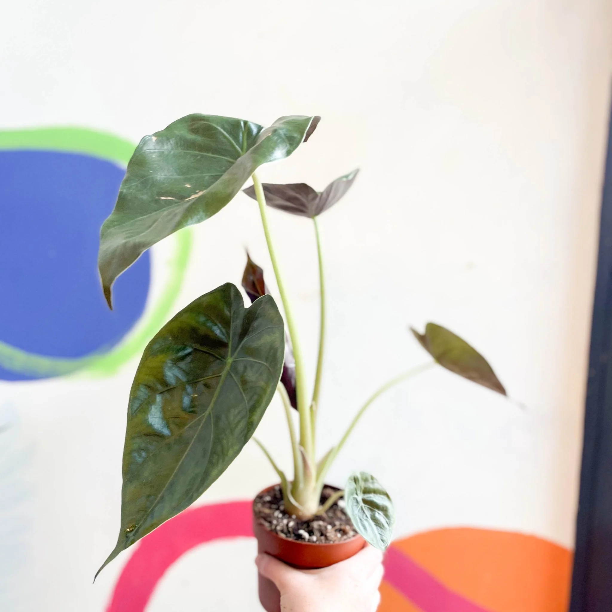 Alocasia 'Wentii' - Image 11