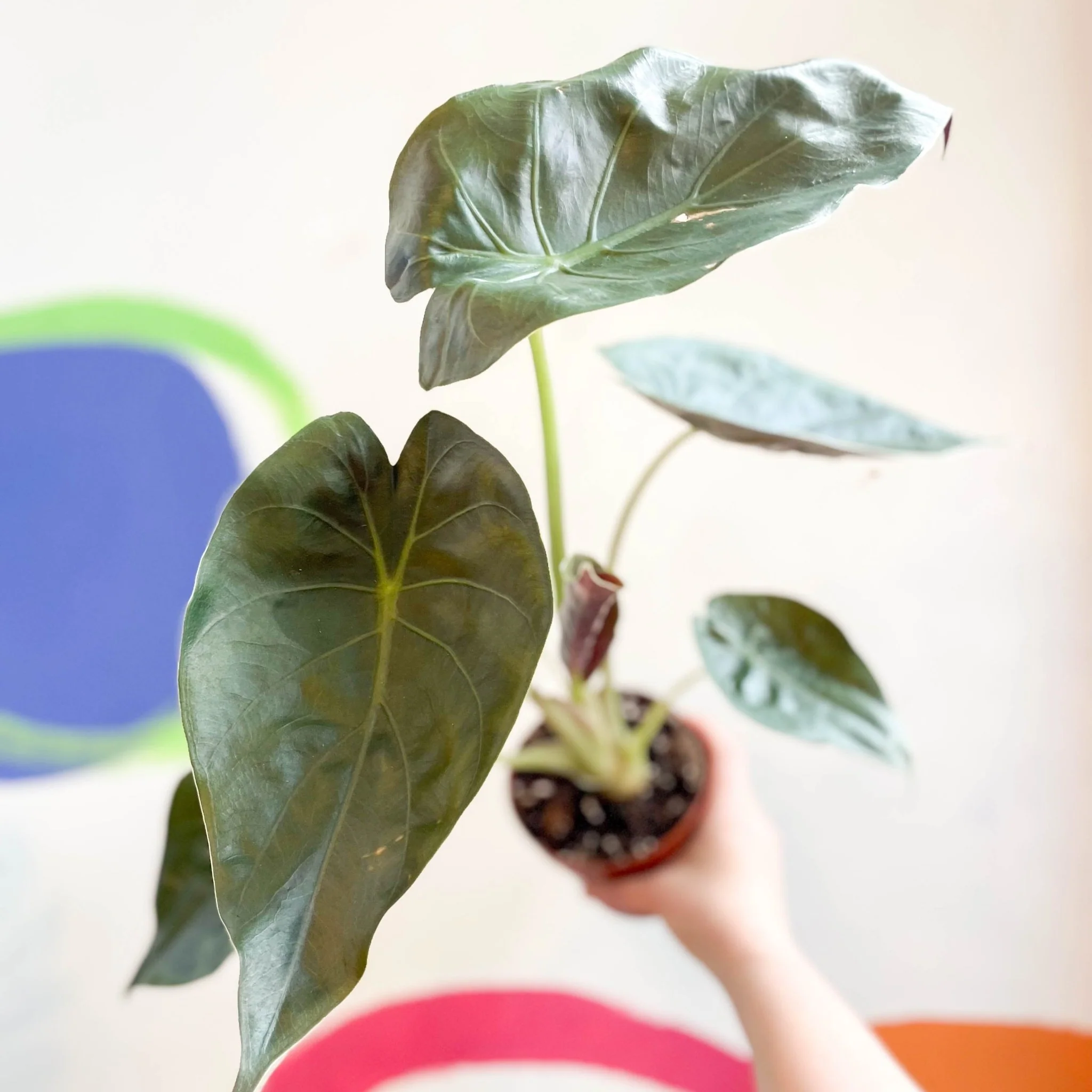 Alocasia 'Wentii' - Image 12