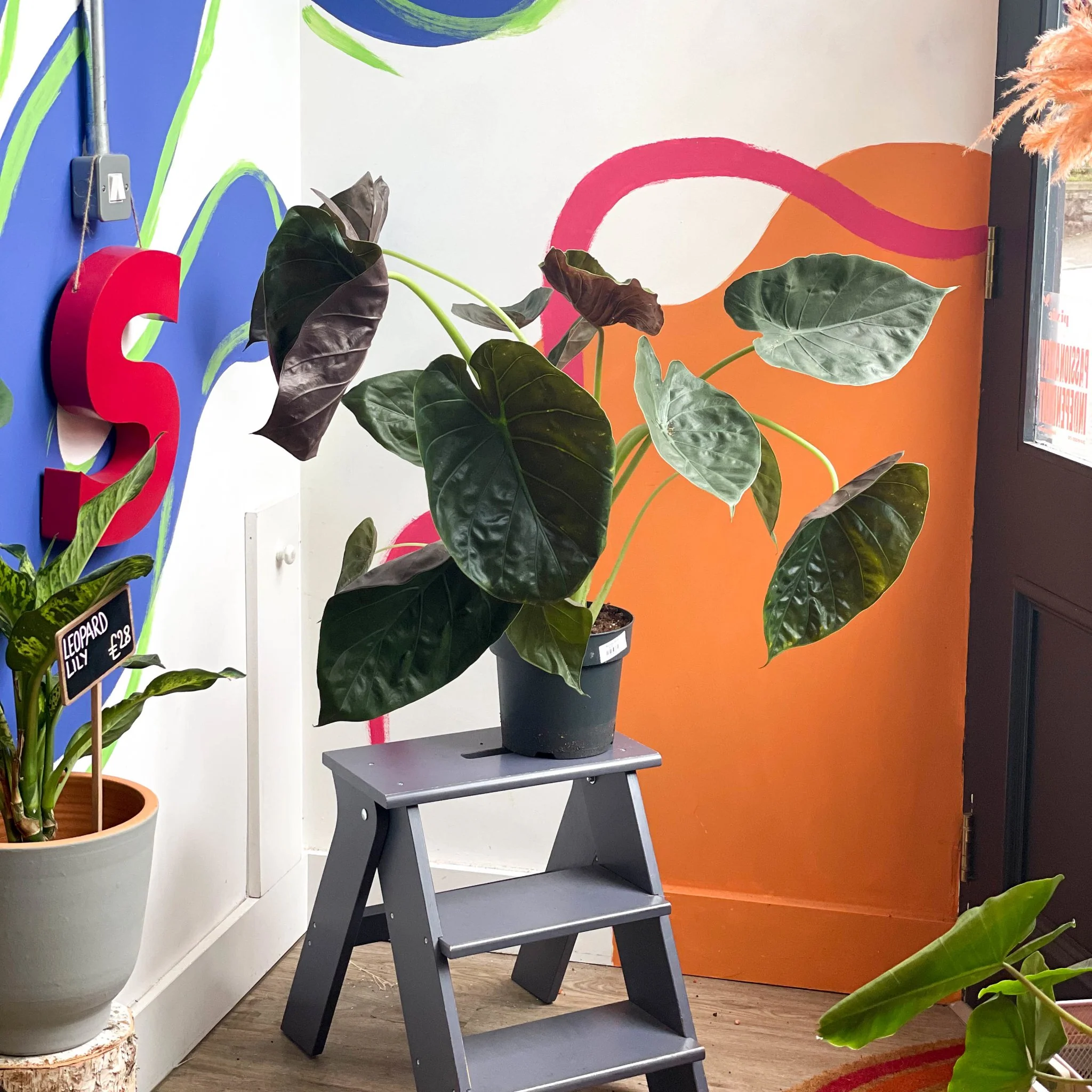 Alocasia 'Wentii' - Image 2