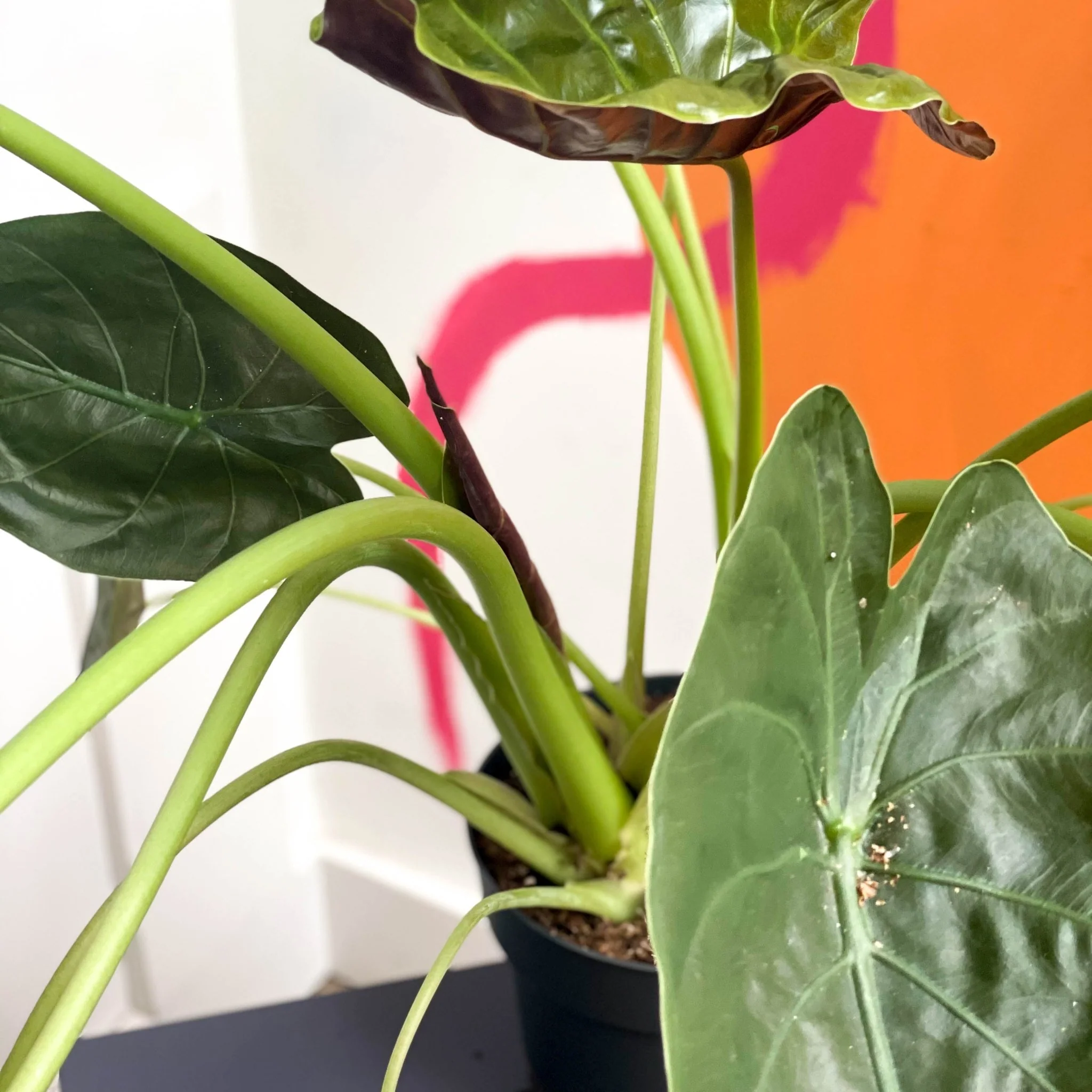 Alocasia 'Wentii' - Image 3