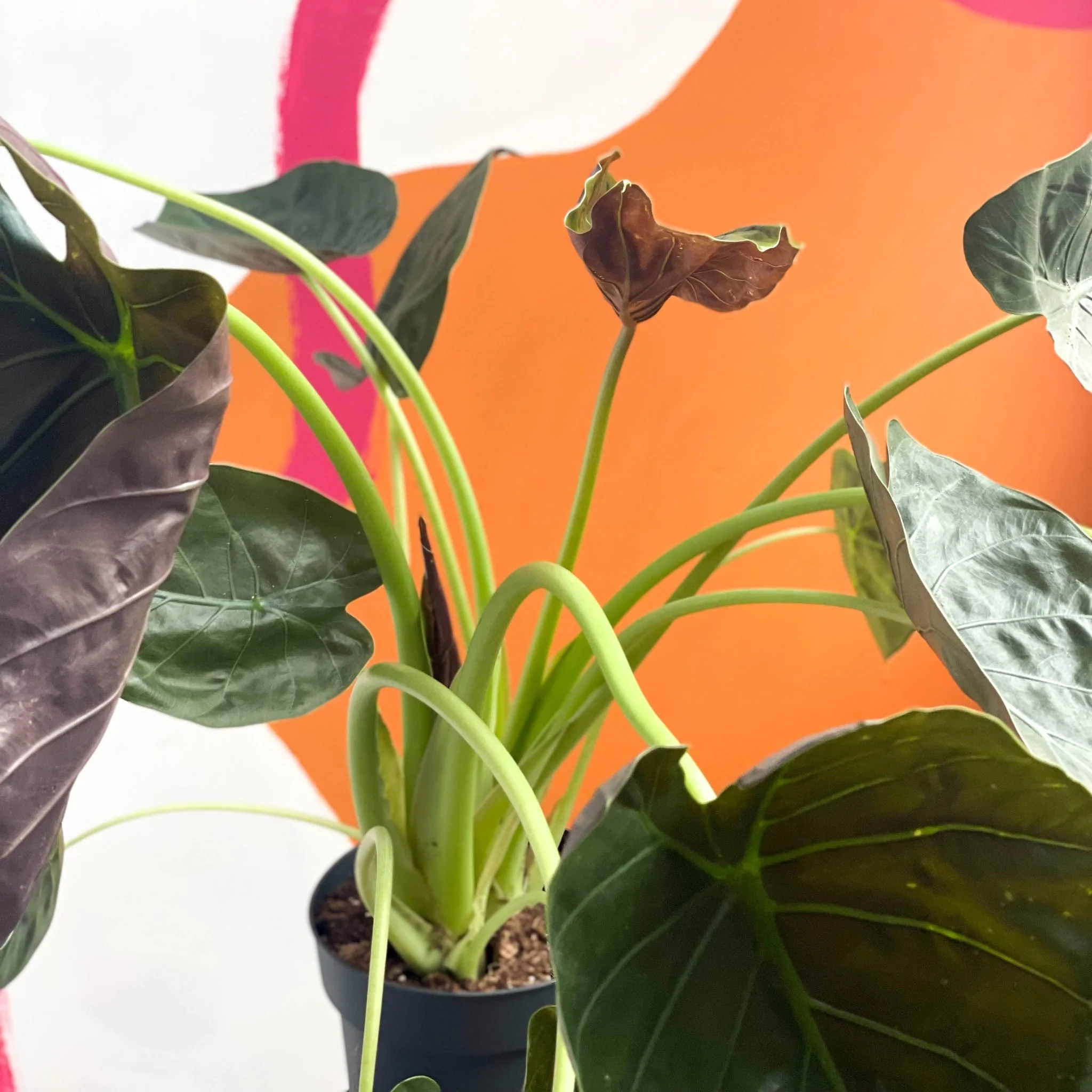 Alocasia 'Wentii' - Image 4