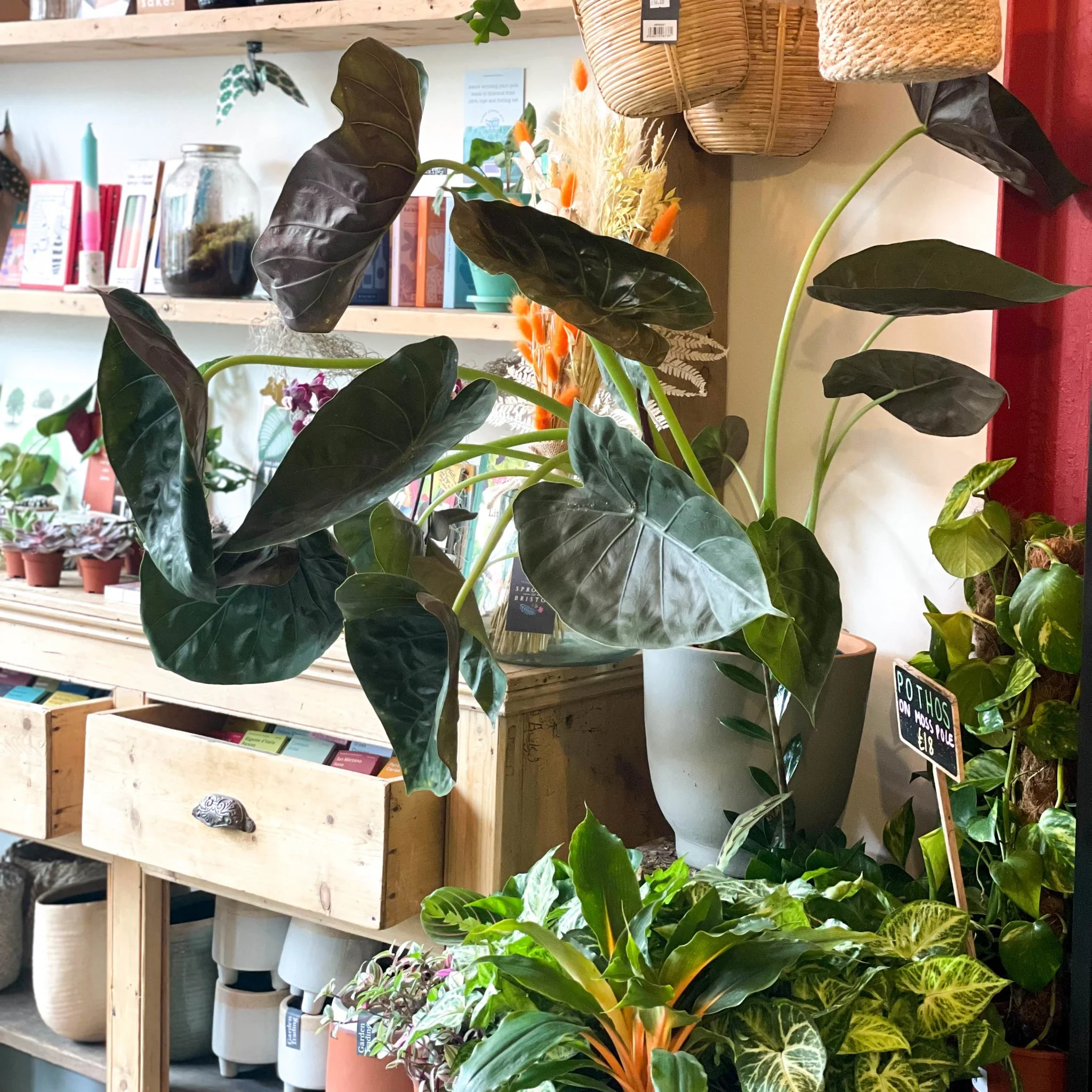 Alocasia 'Wentii' - Image 5