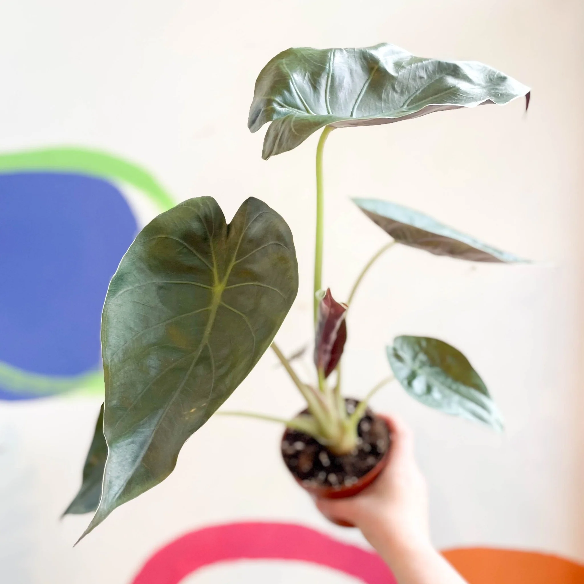 Alocasia 'Wentii' - Image 6